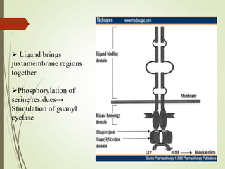  Ligand brings
juxtamembrane regions
together
Phosphorylation of
serine residues→
Stimulation of guanyl
cyclase
 
