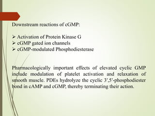 Downstream reactions of cGMP:
 Activation of Protein Kinase G
 cGMP gated ion channels
 cGMP-modulated Phosphodiesterase
Pharmacologically important effects of elevated cyclic GMP
include modulation of platelet activation and relaxation of
smooth muscle. PDEs hydrolyze the cyclic 3′,5′-phosphodiester
bond in cAMP and cGMP, thereby terminating their action.
 