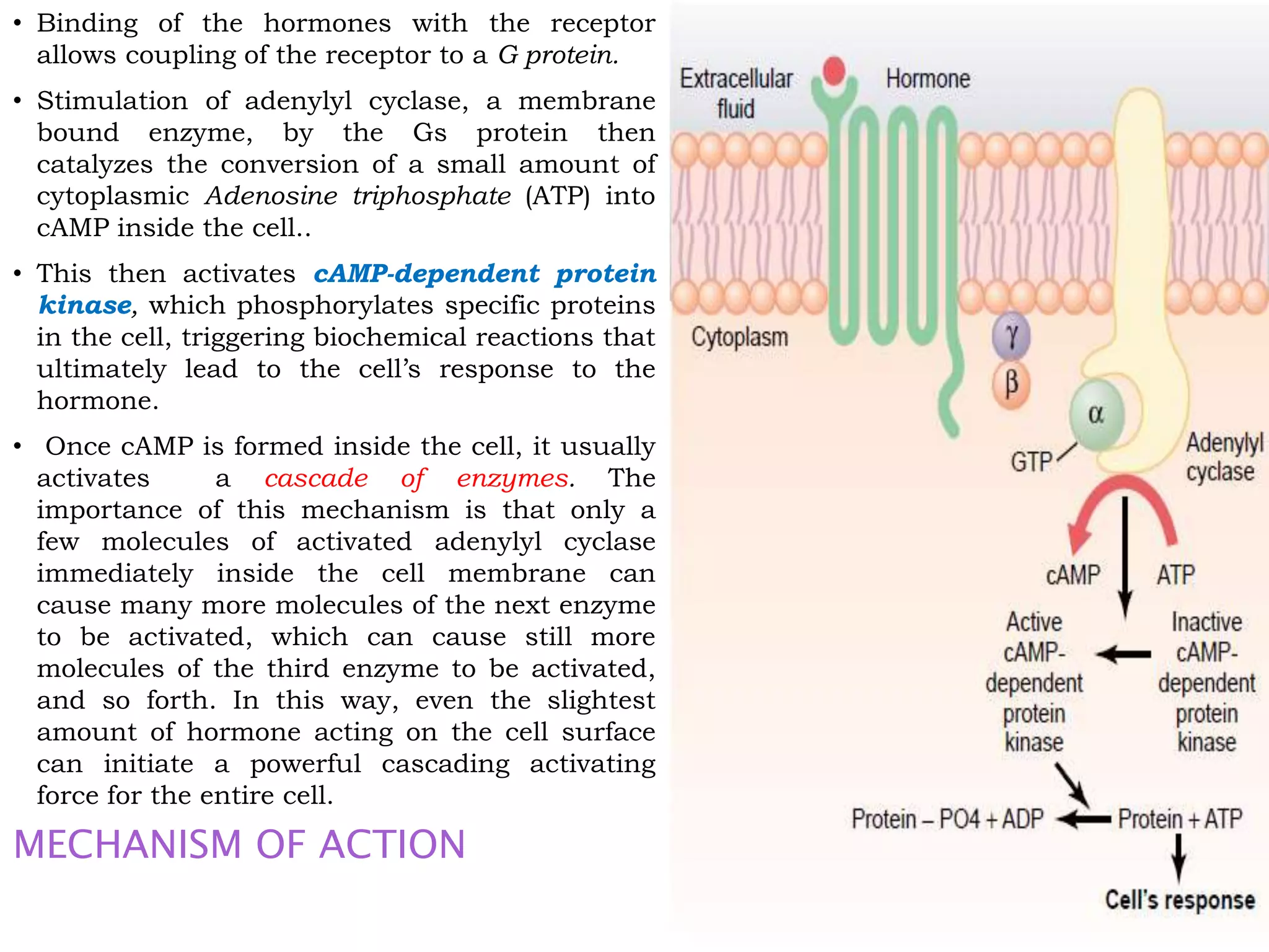 • Binding of the hormones with the receptor
allows coupling of the receptor to a G protein.
• Stimulation of adenylyl cyclase, a membrane
bound enzyme, by the Gs protein then
catalyzes the conversion of a small amount of
cytoplasmic Adenosine triphosphate (ATP) into
cAMP inside the cell..
• This then activates cAMP-dependent protein
kinase, which phosphorylates specific proteins
in the cell, triggering biochemical reactions that
ultimately lead to the cell’s response to the
hormone.
• Once cAMP is formed inside the cell, it usually
activates a cascade of enzymes. The
importance of this mechanism is that only a
few molecules of activated adenylyl cyclase
immediately inside the cell membrane can
cause many more molecules of the next enzyme
to be activated, which can cause still more
molecules of the third enzyme to be activated,
and so forth. In this way, even the slightest
amount of hormone acting on the cell surface
can initiate a powerful cascading activating
force for the entire cell.
MECHANISM OF ACTION
 
