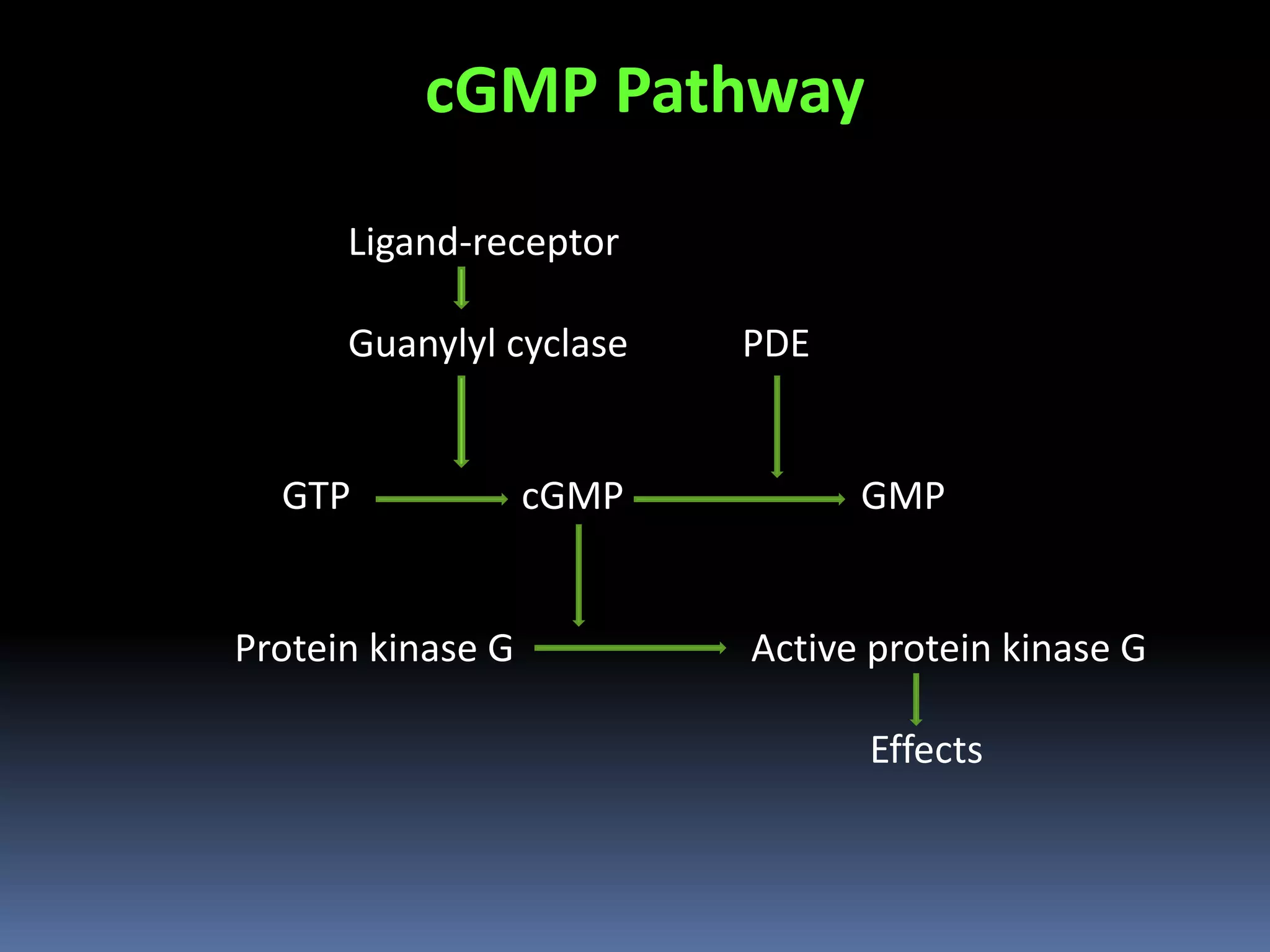 cGMP Pathway
Ligand-receptor
Guanylyl cyclase PDE
GTP cGMP GMP
Protein kinase G Active protein kinase G
Effects
 