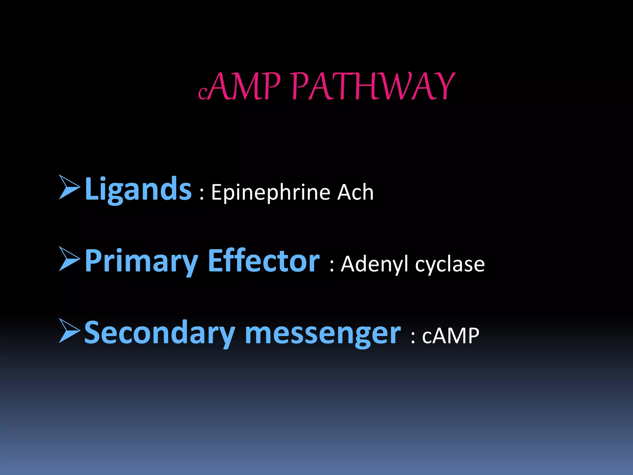cAMP PATHWAY
Ligands : Epinephrine Ach
Primary Effector : Adenyl cyclase
Secondary messenger : cAMP
 