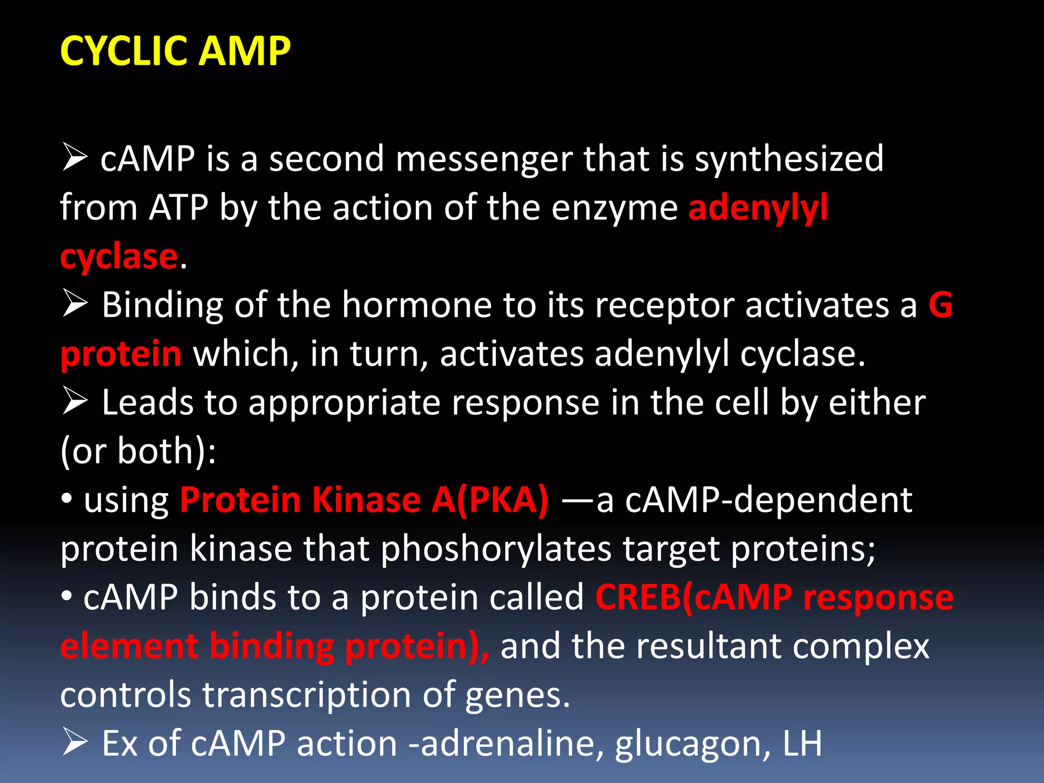 CYCLIC AMP
 cAMP is a second messenger that is synthesized
from ATP by the action of the enzyme adenylyl
cyclase.
 Binding of the hormone to its receptor activates a G
protein which, in turn, activates adenylyl cyclase.
 Leads to appropriate response in the cell by either
(or both):
• using Protein Kinase A(PKA) —a cAMP-dependent
protein kinase that phoshorylates target proteins;
• cAMP binds to a protein called CREB(cAMP response
element binding protein), and the resultant complex
controls transcription of genes.
 Ex of cAMP action -adrenaline, glucagon, LH
 