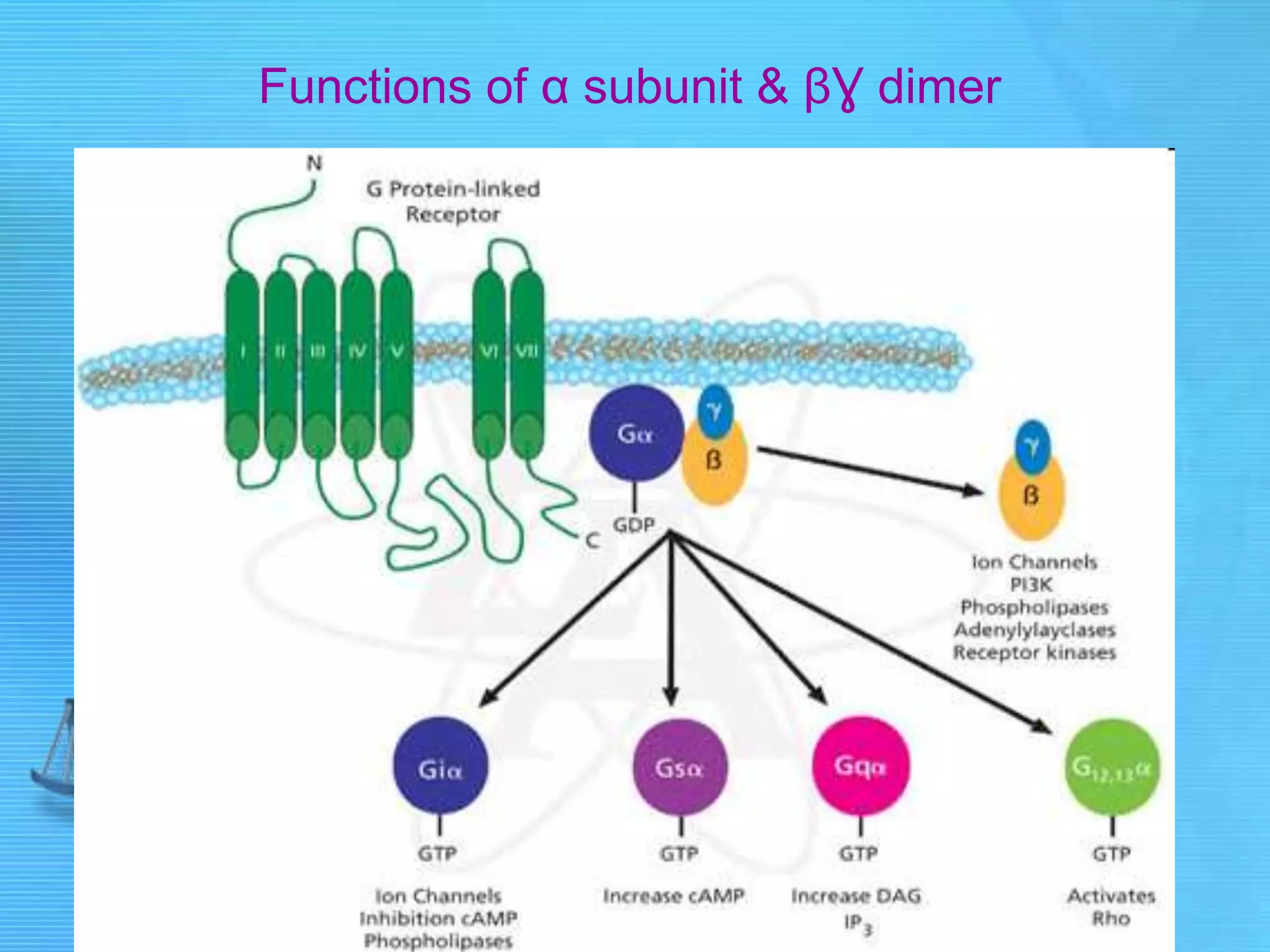Functions of α subunit & βƔ dimer
 