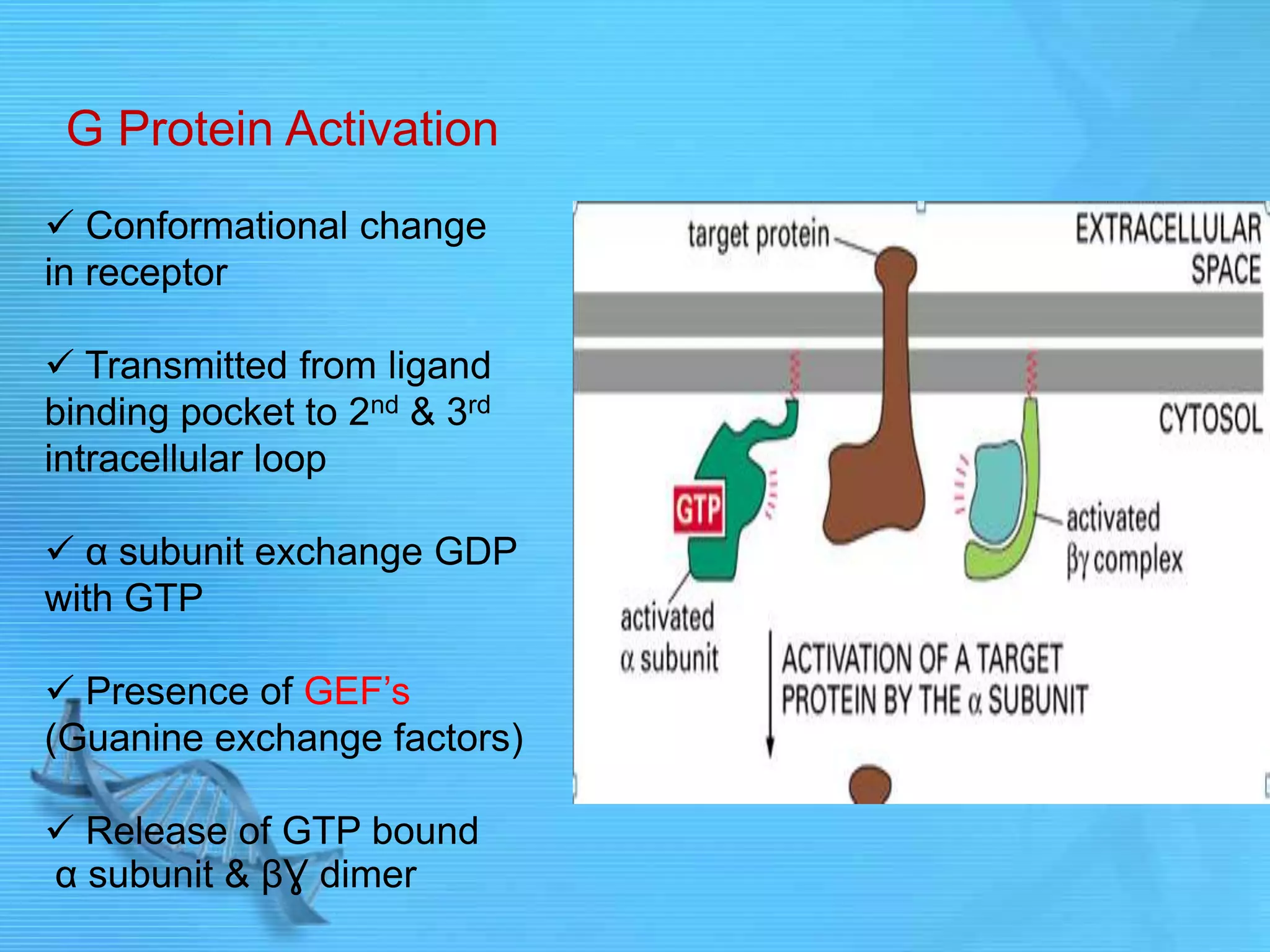 G Protein Activation
 Conformational change
in receptor
 Transmitted from ligand
binding pocket to 2nd & 3rd
intracellular loop
 α subunit exchange GDP
with GTP
 Presence of GEF‟s
(Guanine exchange factors)
 Release of GTP bound
α subunit & βƔ dimer
 