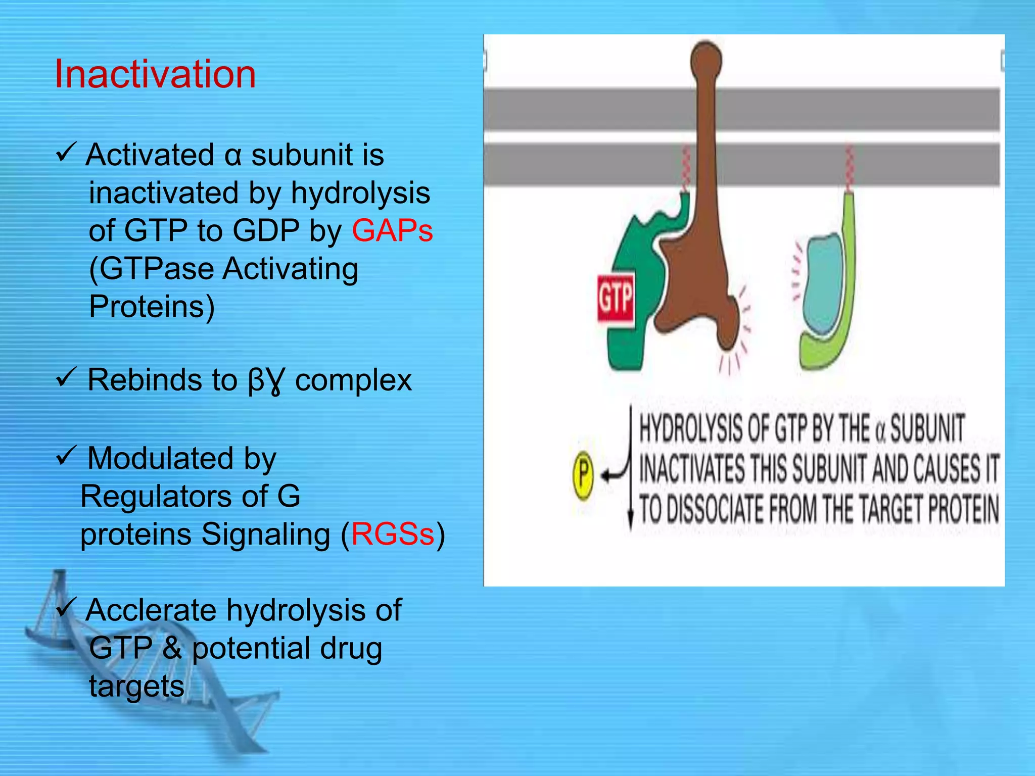 Inactivation
 Activated α subunit is
inactivated by hydrolysis
of GTP to GDP by GAPs
(GTPase Activating
Proteins)
 Rebinds to βƔ complex
 Modulated by
Regulators of G
proteins Signaling (RGSs)
 Acclerate hydrolysis of
GTP & potential drug
targets
 