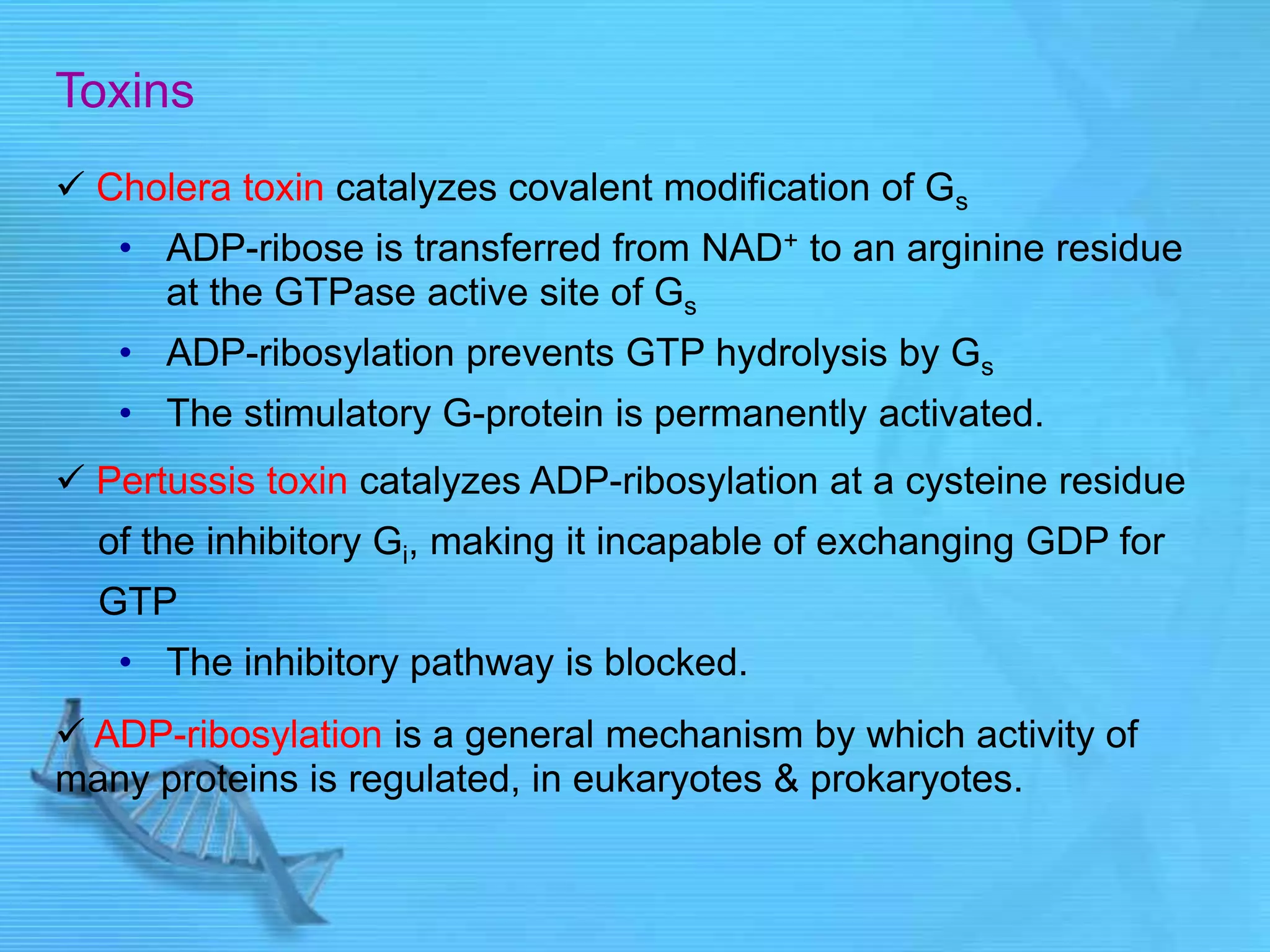 Toxins
 Cholera toxin catalyzes covalent modification of Gs
• ADP-ribose is transferred from NAD+ to an arginine residue
at the GTPase active site of Gs
• ADP-ribosylation prevents GTP hydrolysis by Gs
• The stimulatory G-protein is permanently activated.
 Pertussis toxin catalyzes ADP-ribosylation at a cysteine residue
of the inhibitory Gi, making it incapable of exchanging GDP for
GTP
• The inhibitory pathway is blocked.
 ADP-ribosylation is a general mechanism by which activity of
many proteins is regulated, in eukaryotes & prokaryotes.
 