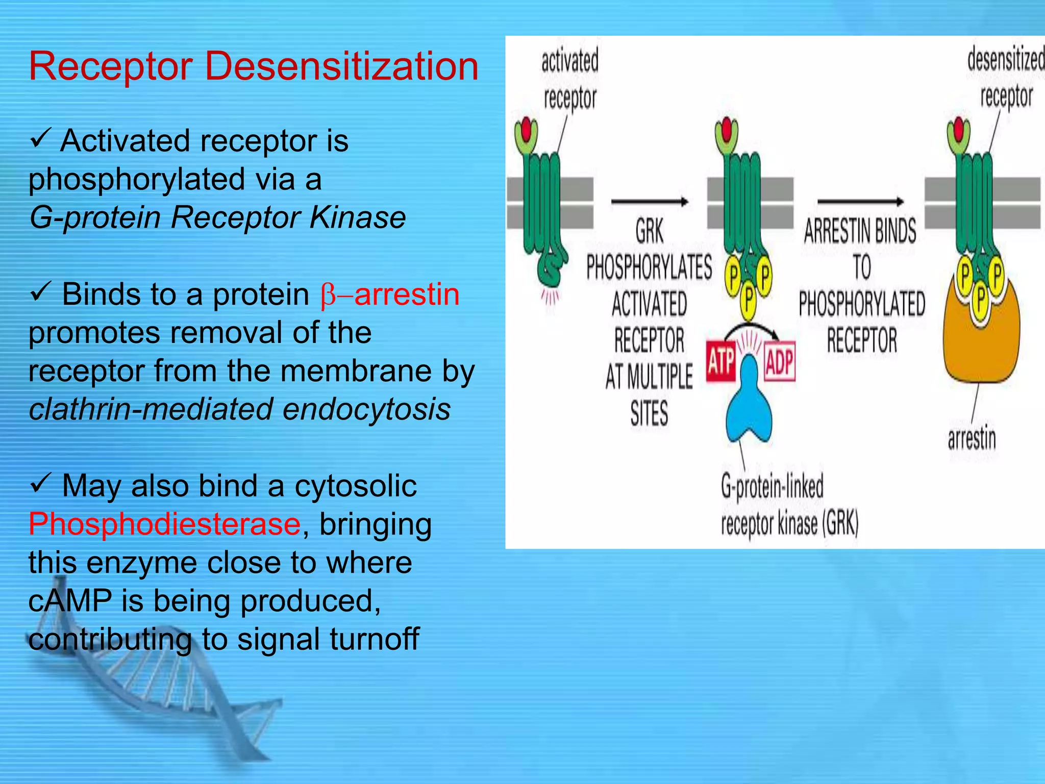 Receptor Desensitization
 Activated receptor is
phosphorylated via a
G-protein Receptor Kinase
 Binds to a protein arrestin
promotes removal of the
receptor from the membrane by
clathrin-mediated endocytosis
 May also bind a cytosolic
Phosphodiesterase, bringing
this enzyme close to where
cAMP is being produced,
contributing to signal turnoff
 
