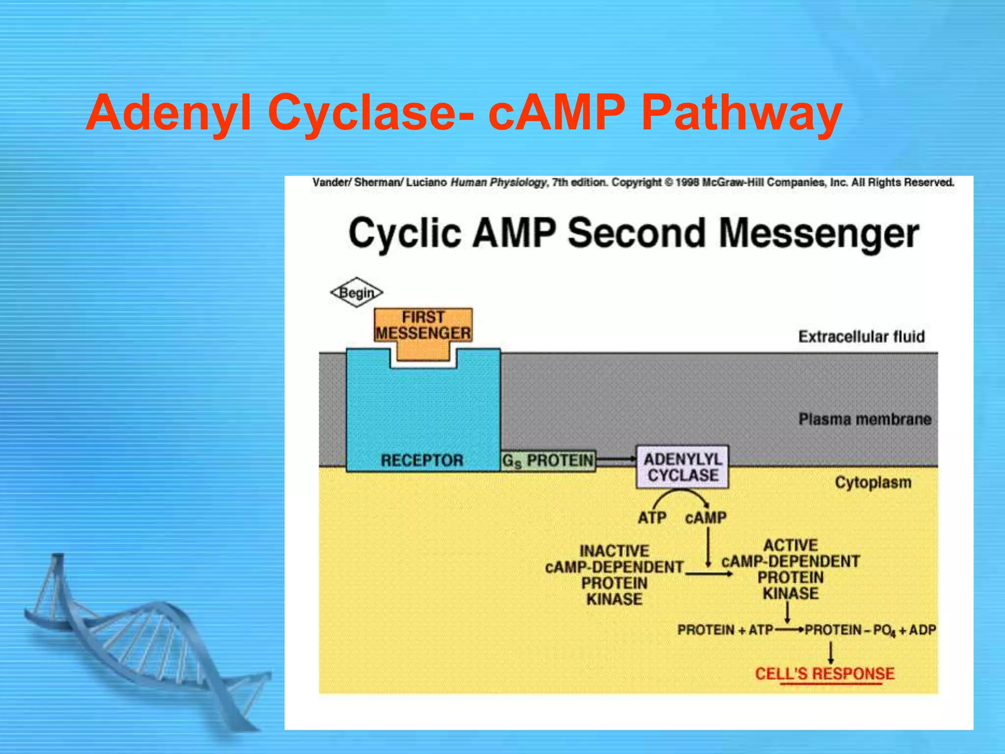 Adenyl Cyclase- cAMP Pathway
 