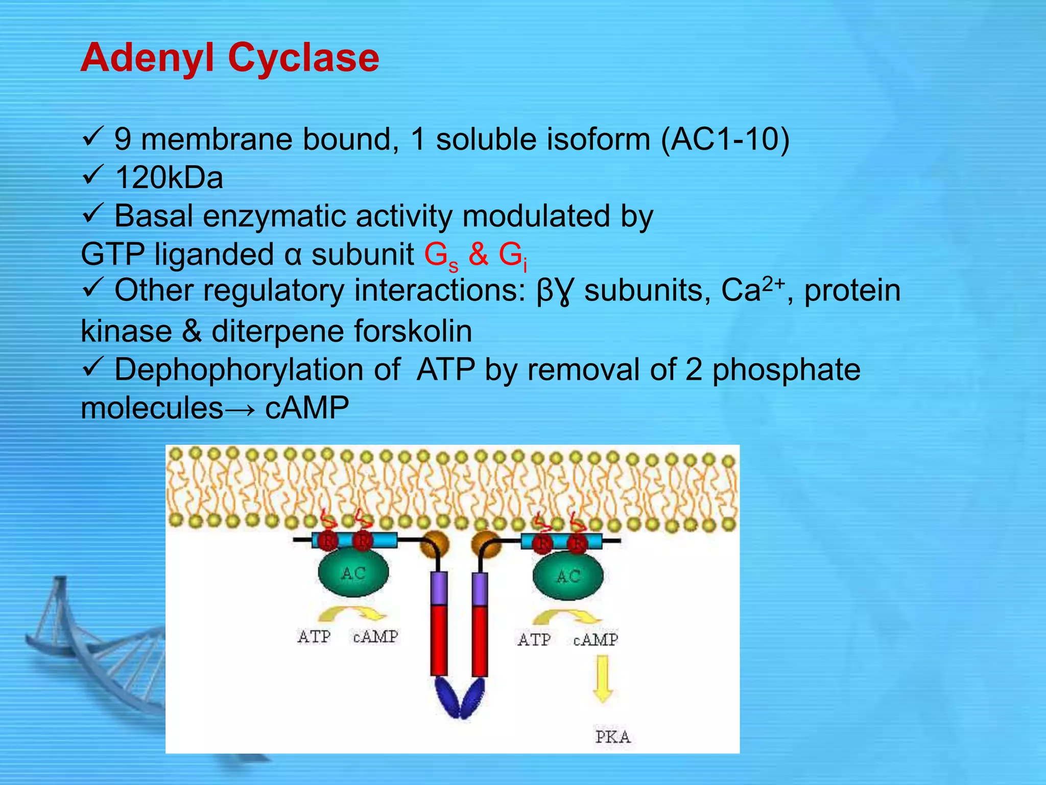 Adenyl Cyclase
 9 membrane bound, 1 soluble isoform (AC1-10)
 120kDa
 Basal enzymatic activity modulated by
GTP liganded α subunit Gs & Gi
 Other regulatory interactions: βƔ subunits, Ca2+, protein
kinase & diterpene forskolin
 Dephophorylation of ATP by removal of 2 phosphate
molecules→ cAMP
 
