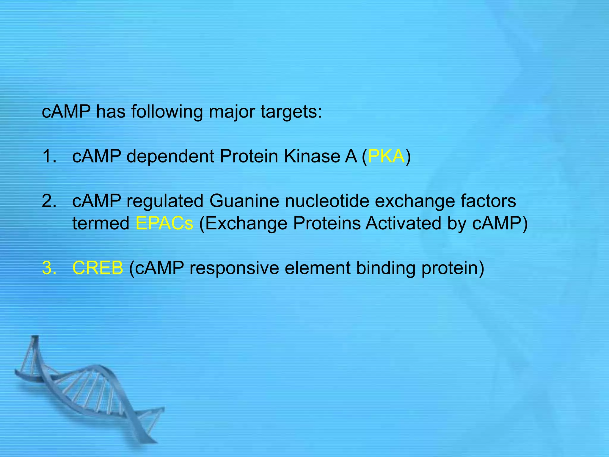 cAMP has following major targets:
1. cAMP dependent Protein Kinase A (PKA)
2. cAMP regulated Guanine nucleotide exchange factors
termed EPACs (Exchange Proteins Activated by cAMP)
3. CREB (cAMP responsive element binding protein)
 