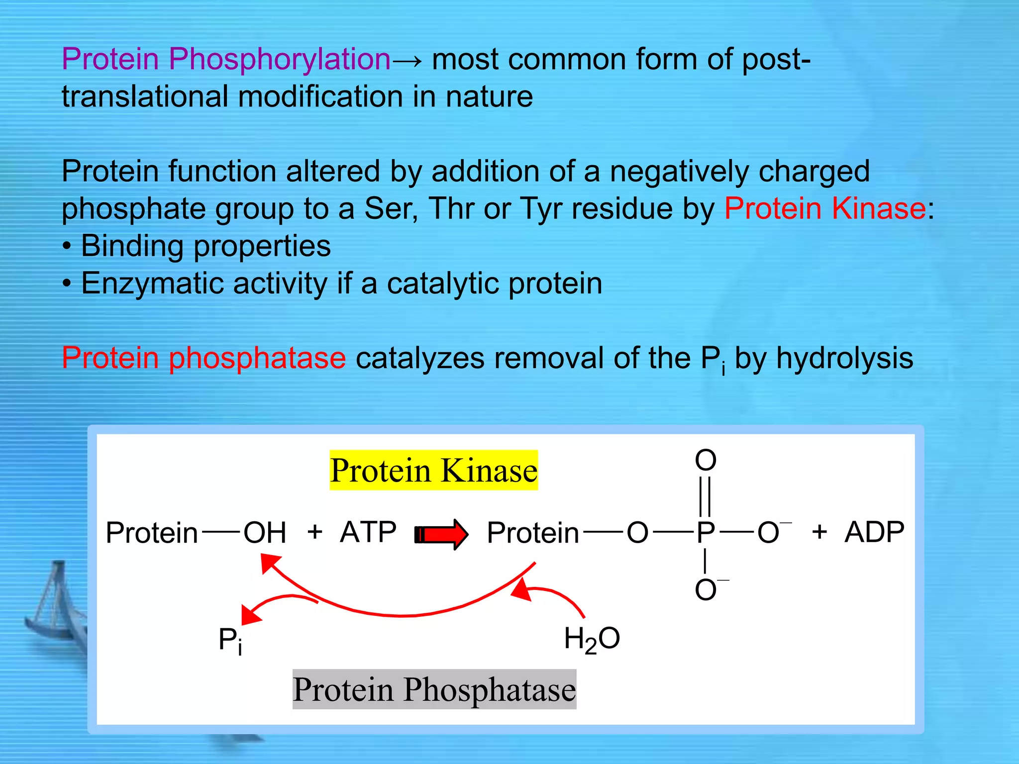 Protein Phosphorylation→ most common form of post-
translational modification in nature
Protein function altered by addition of a negatively charged
phosphate group to a Ser, Thr or Tyr residue by Protein Kinase:
• Binding properties
• Enzymatic activity if a catalytic protein
Protein phosphatase catalyzes removal of the Pi by hydrolysis
Protein OH + ATP Protein O P
O
O
O
+ ADP
Pi H2O
Protein Kinase
Protein Phosphatase
 