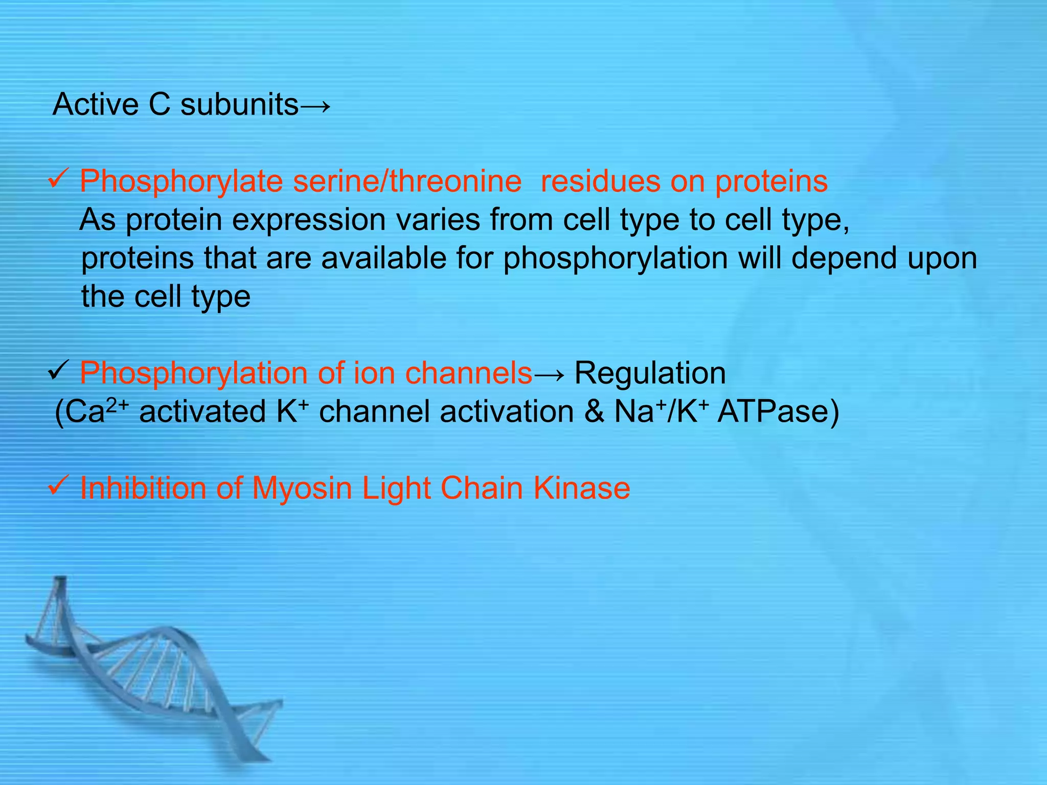 Active C subunits→
 Phosphorylate serine/threonine residues on proteins
As protein expression varies from cell type to cell type,
proteins that are available for phosphorylation will depend upon
the cell type
 Phosphorylation of ion channels→ Regulation
(Ca2+ activated K+ channel activation & Na+/K+ ATPase)
 Inhibition of Myosin Light Chain Kinase
 