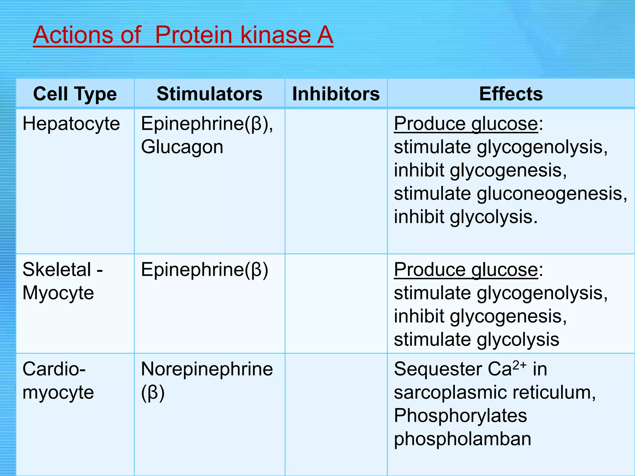Cell Type Stimulators Inhibitors Effects
Hepatocyte Epinephrine(β),
Glucagon
Produce glucose:
stimulate glycogenolysis,
inhibit glycogenesis,
stimulate gluconeogenesis,
inhibit glycolysis.
Skeletal -
Myocyte
Epinephrine(β) Produce glucose:
stimulate glycogenolysis,
inhibit glycogenesis,
stimulate glycolysis
Cardio-
myocyte
Norepinephrine
(β)
Sequester Ca2+ in
sarcoplasmic reticulum,
Phosphorylates
phospholamban
Actions of Protein kinase A
 