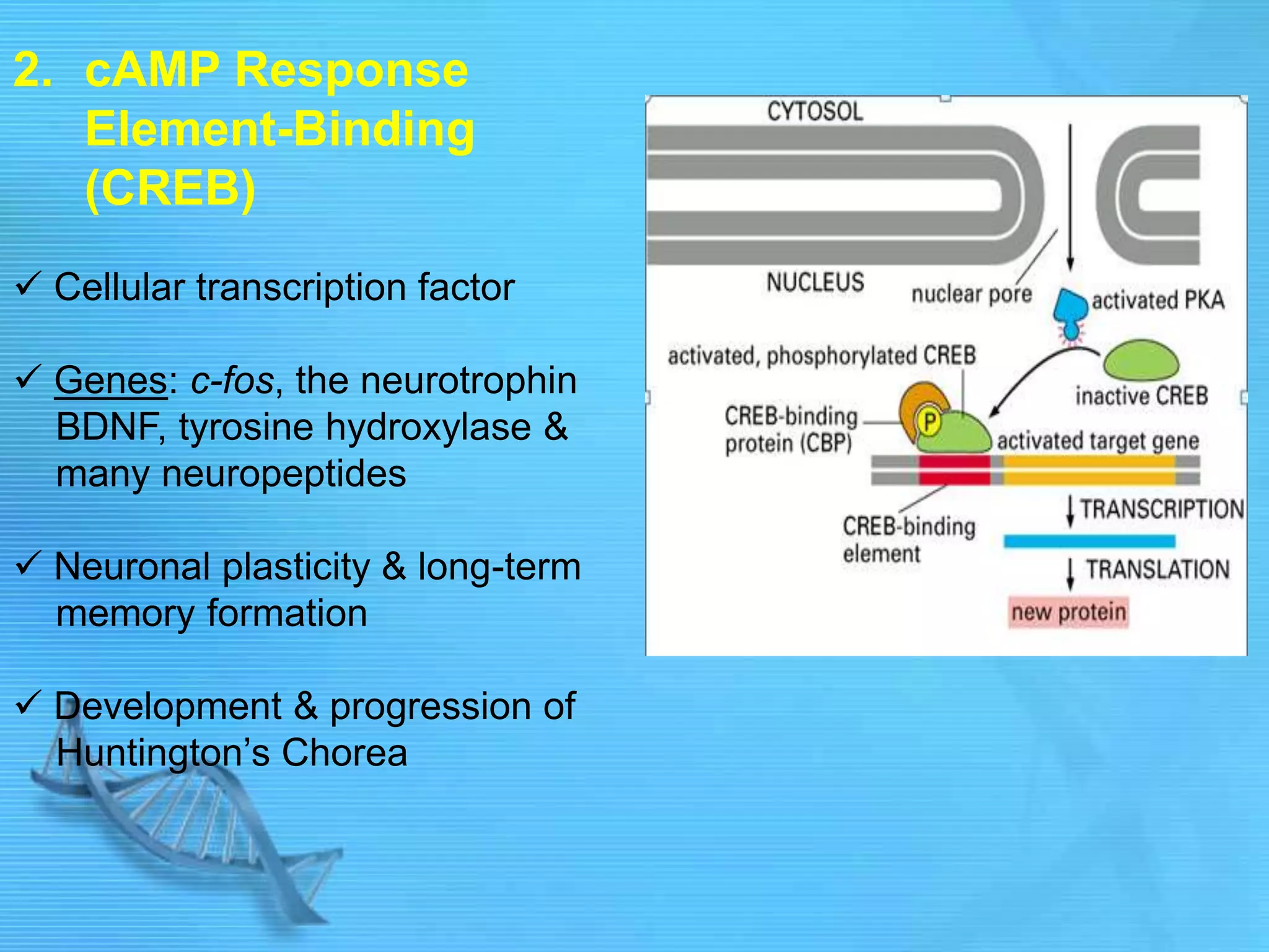 2. cAMP Response
Element-Binding
(CREB)
 Cellular transcription factor
 Genes: c-fos, the neurotrophin
BDNF, tyrosine hydroxylase &
many neuropeptides
 Neuronal plasticity & long-term
memory formation
 Development & progression of
Huntington‟s Chorea
 