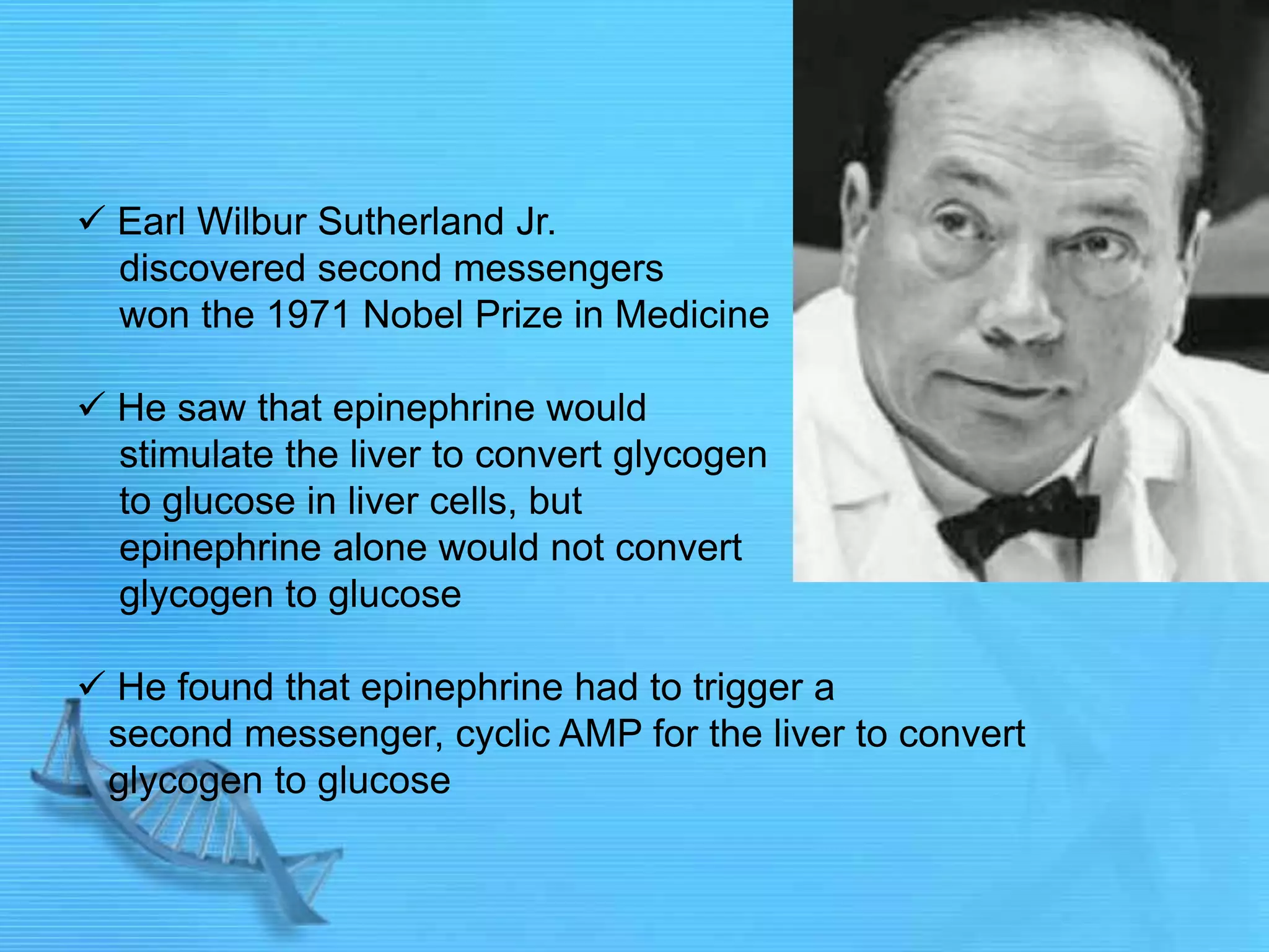  Earl Wilbur Sutherland Jr.
discovered second messengers
won the 1971 Nobel Prize in Medicine
 He saw that epinephrine would
stimulate the liver to convert glycogen
to glucose in liver cells, but
epinephrine alone would not convert
glycogen to glucose
 He found that epinephrine had to trigger a
second messenger, cyclic AMP for the liver to convert
glycogen to glucose
 