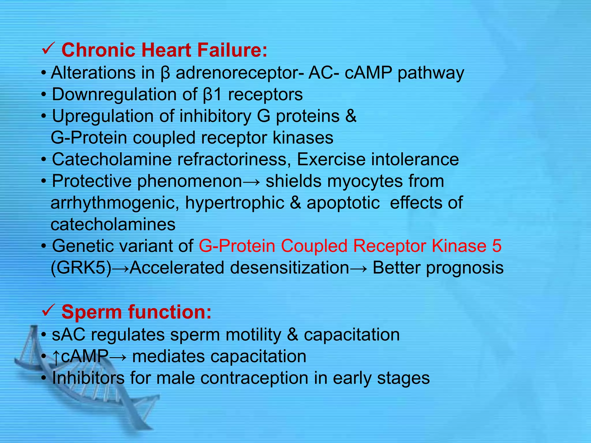  Chronic Heart Failure:
• Alterations in β adrenoreceptor- AC- cAMP pathway
• Downregulation of β1 receptors
• Upregulation of inhibitory G proteins &
G-Protein coupled receptor kinases
• Catecholamine refractoriness, Exercise intolerance
• Protective phenomenon→ shields myocytes from
arrhythmogenic, hypertrophic & apoptotic effects of
catecholamines
• Genetic variant of G-Protein Coupled Receptor Kinase 5
(GRK5)→Accelerated desensitization→ Better prognosis
 Sperm function:
• sAC regulates sperm motility & capacitation
• ↑cAMP→ mediates capacitation
• Inhibitors for male contraception in early stages
 