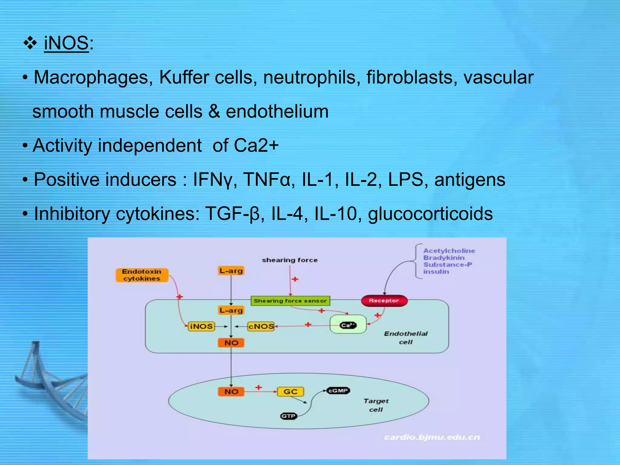  iNOS:
• Macrophages, Kuffer cells, neutrophils, fibroblasts, vascular
smooth muscle cells & endothelium
• Activity independent of Ca2+
• Positive inducers : IFNγ, TNFα, IL-1, IL-2, LPS, antigens
• Inhibitory cytokines: TGF-β, IL-4, IL-10, glucocorticoids
 