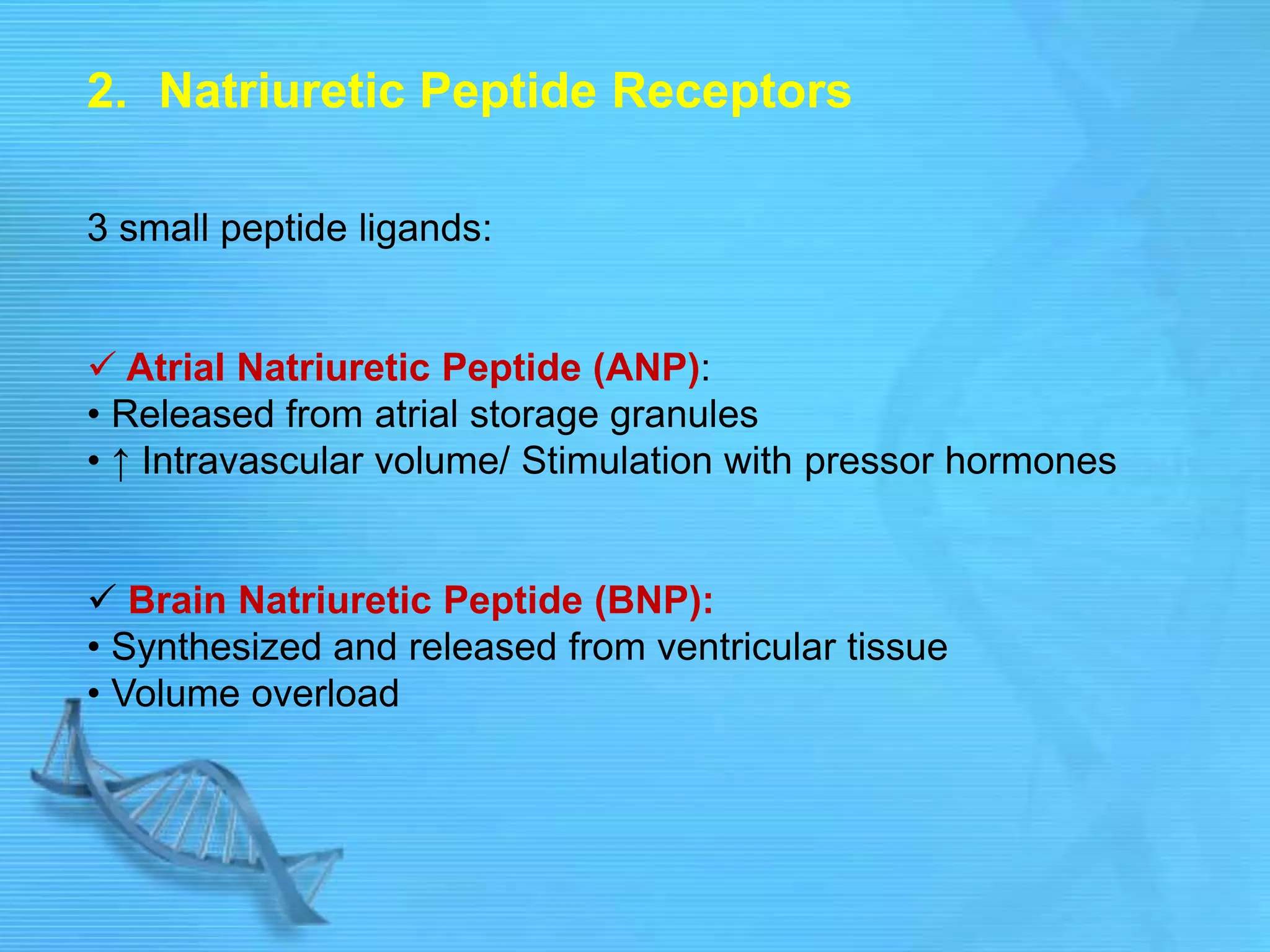 2. Natriuretic Peptide Receptors
3 small peptide ligands:
 Atrial Natriuretic Peptide (ANP):
• Released from atrial storage granules
• ↑ Intravascular volume/ Stimulation with pressor hormones
 Brain Natriuretic Peptide (BNP):
• Synthesized and released from ventricular tissue
• Volume overload
 