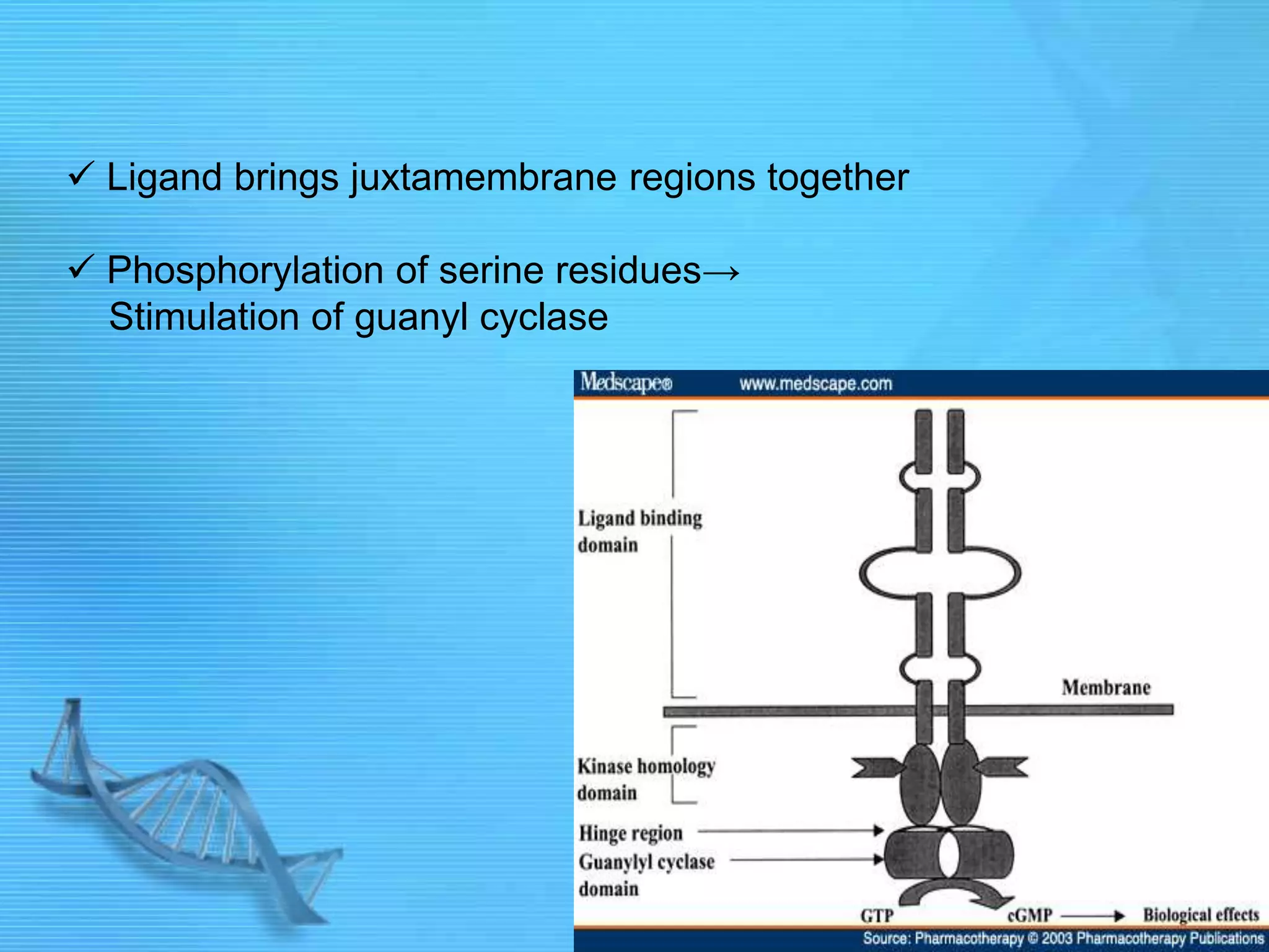  Ligand brings juxtamembrane regions together
 Phosphorylation of serine residues→
Stimulation of guanyl cyclase
 