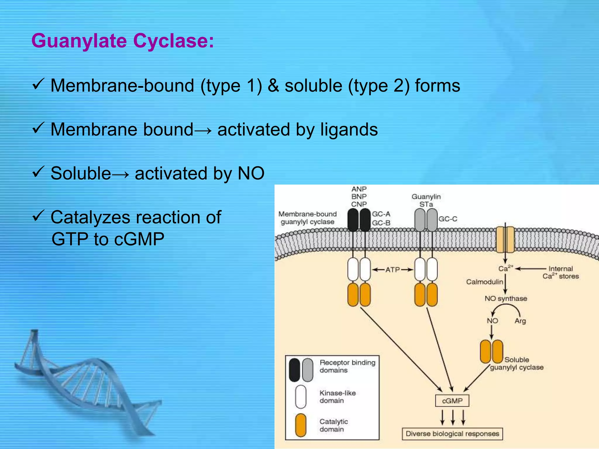 Guanylate Cyclase:
 Membrane-bound (type 1) & soluble (type 2) forms
 Membrane bound→ activated by ligands
 Soluble→ activated by NO
 Catalyzes reaction of
GTP to cGMP
 