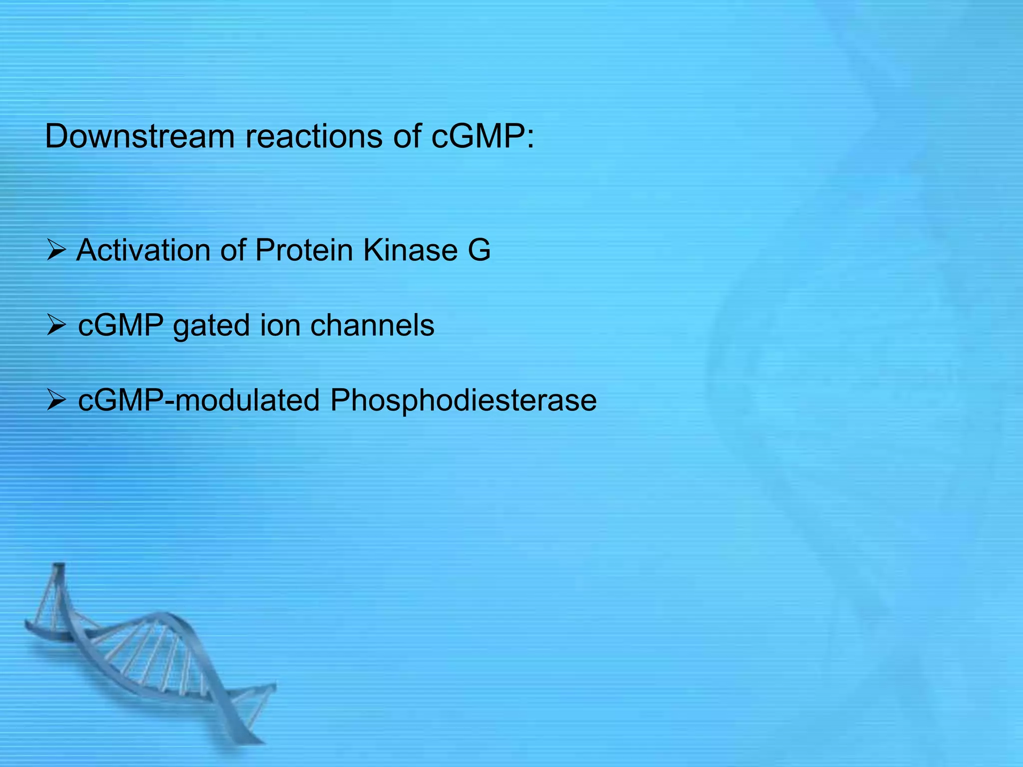 Downstream reactions of cGMP:
 Activation of Protein Kinase G
 cGMP gated ion channels
 cGMP-modulated Phosphodiesterase
 