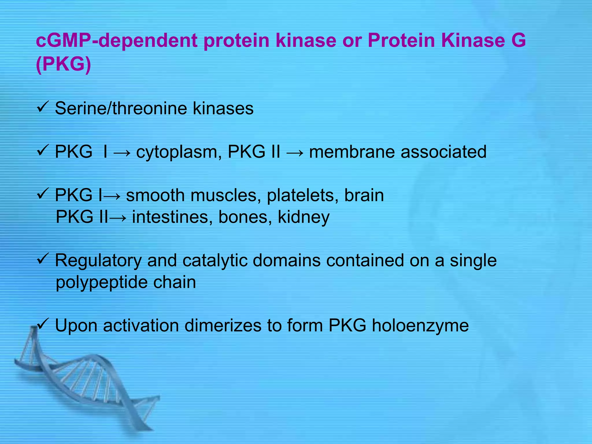 cGMP-dependent protein kinase or Protein Kinase G
(PKG)
 Serine/threonine kinases
 PKG I → cytoplasm, PKG II → membrane associated
 PKG I→ smooth muscles, platelets, brain
PKG II→ intestines, bones, kidney
 Regulatory and catalytic domains contained on a single
polypeptide chain
 Upon activation dimerizes to form PKG holoenzyme
 