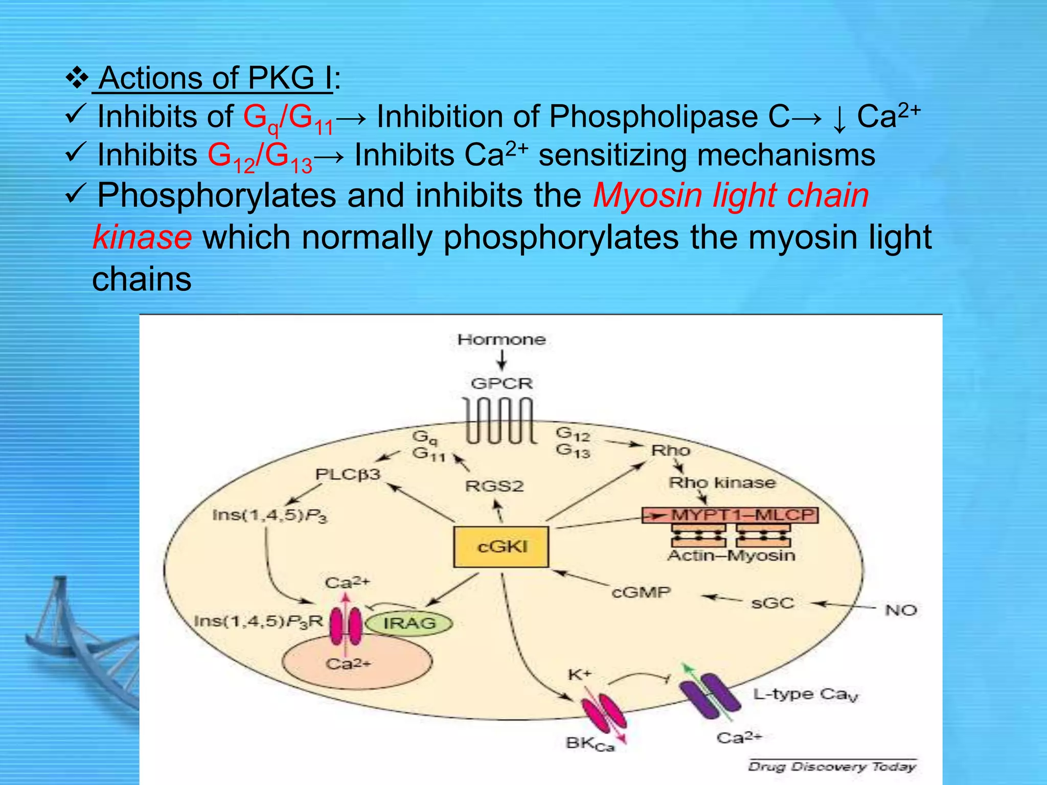  Actions of PKG I:
 Inhibits of Gq/G11→ Inhibition of Phospholipase C→ ↓ Ca2+
 Inhibits G12/G13→ Inhibits Ca2+ sensitizing mechanisms
 Phosphorylates and inhibits the Myosin light chain
kinase which normally phosphorylates the myosin light
chains
 