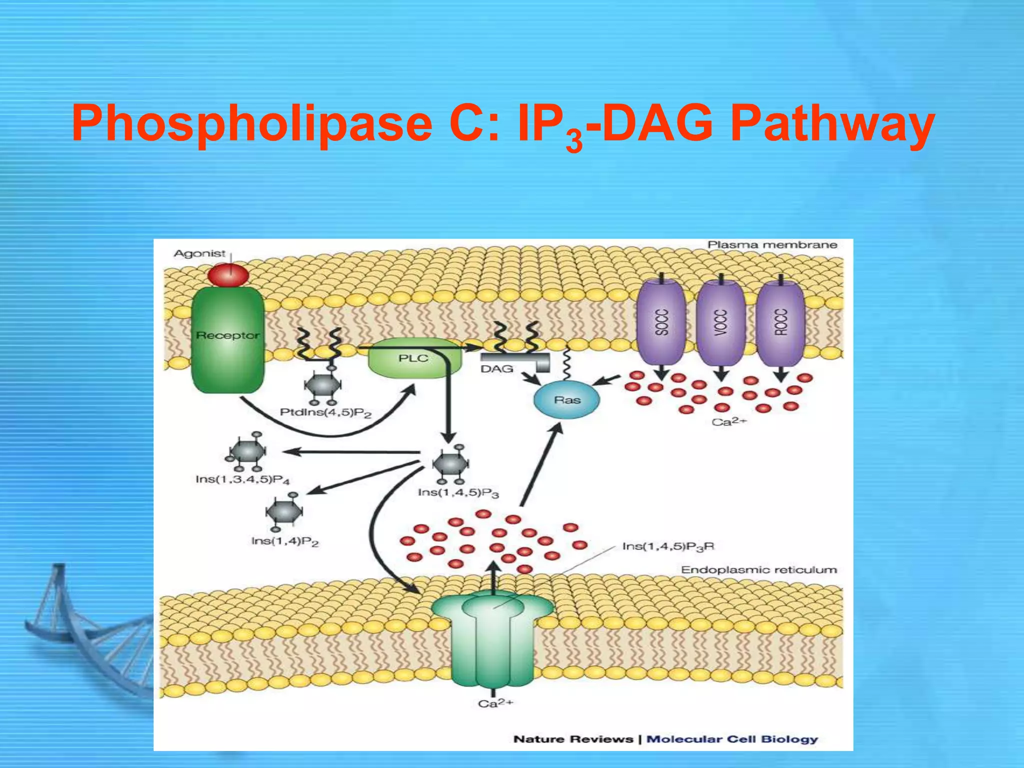 Phospholipase C: IP3-DAG Pathway
 