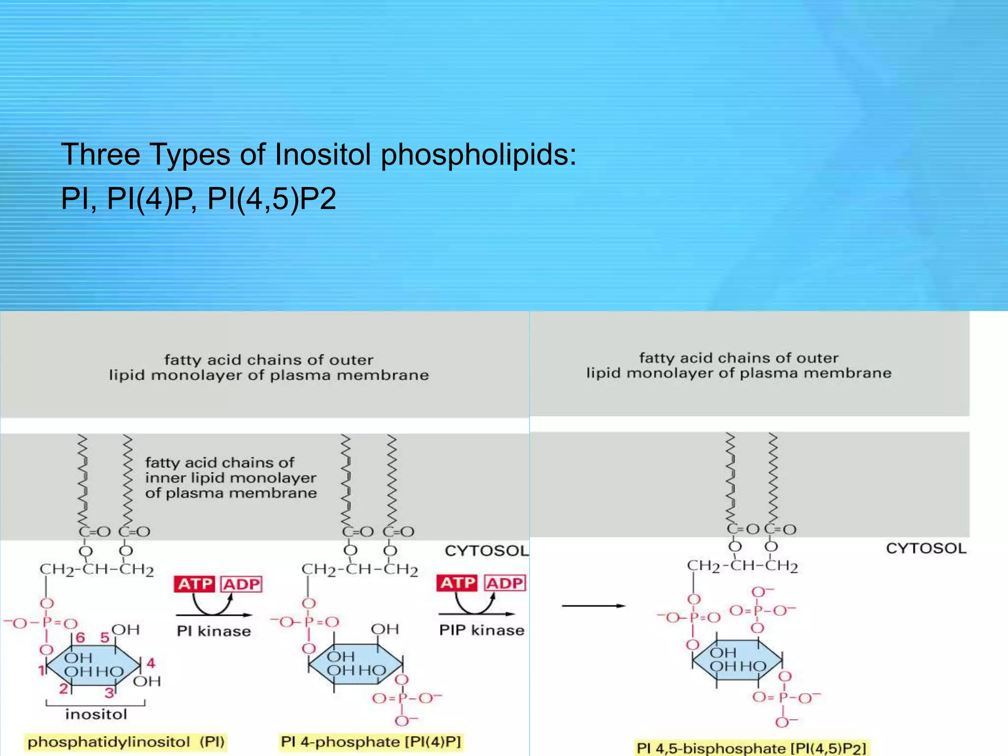 Three Types of Inositol phospholipids:
PI, PI(4)P, PI(4,5)P2
 
