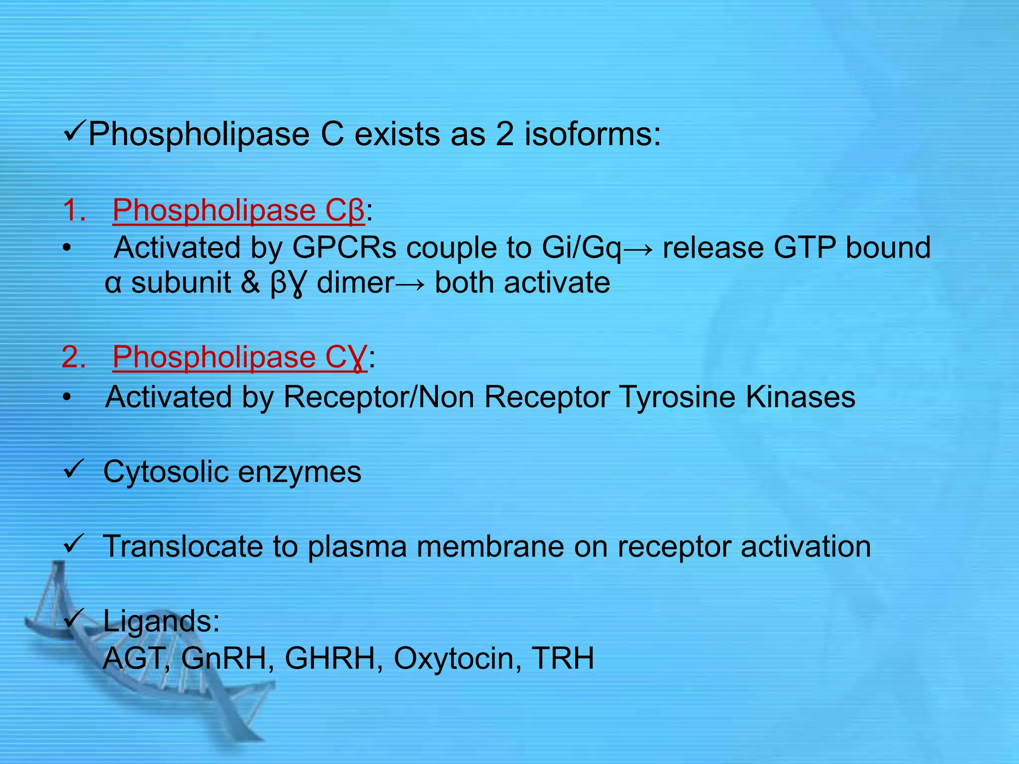 Phospholipase C exists as 2 isoforms:
1. Phospholipase Cβ:
• Activated by GPCRs couple to Gi/Gq→ release GTP bound
α subunit & βƔ dimer→ both activate
2. Phospholipase CƔ:
• Activated by Receptor/Non Receptor Tyrosine Kinases
 Cytosolic enzymes
 Translocate to plasma membrane on receptor activation
 Ligands:
AGT, GnRH, GHRH, Oxytocin, TRH
 
