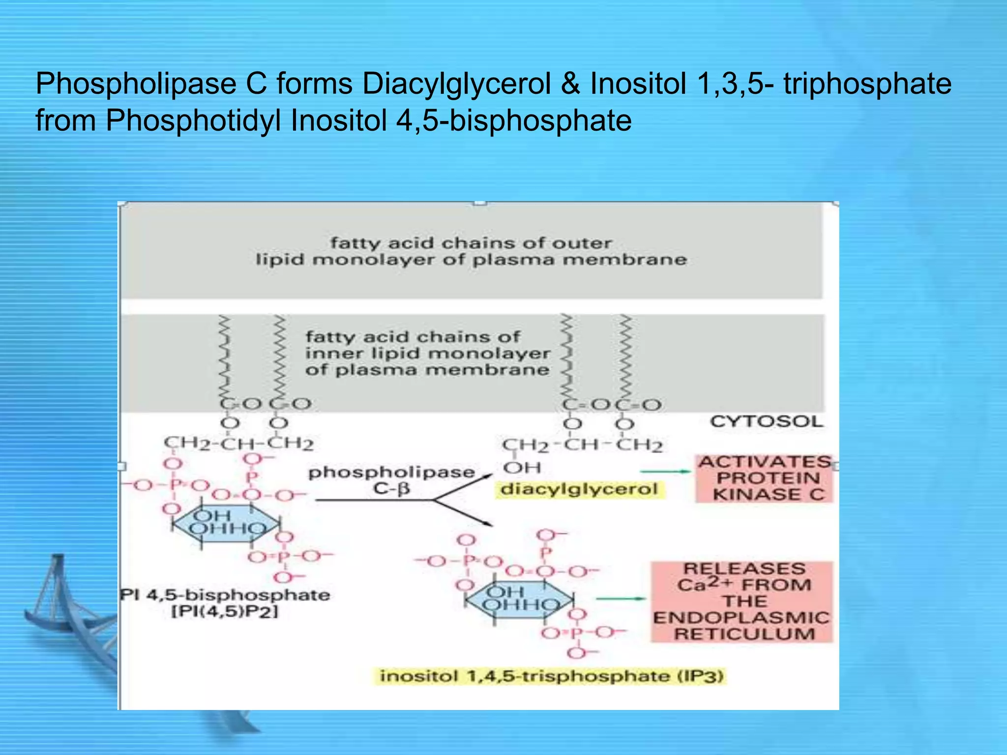 Phospholipase C forms Diacylglycerol & Inositol 1,3,5- triphosphate
from Phosphotidyl Inositol 4,5-bisphosphate
 