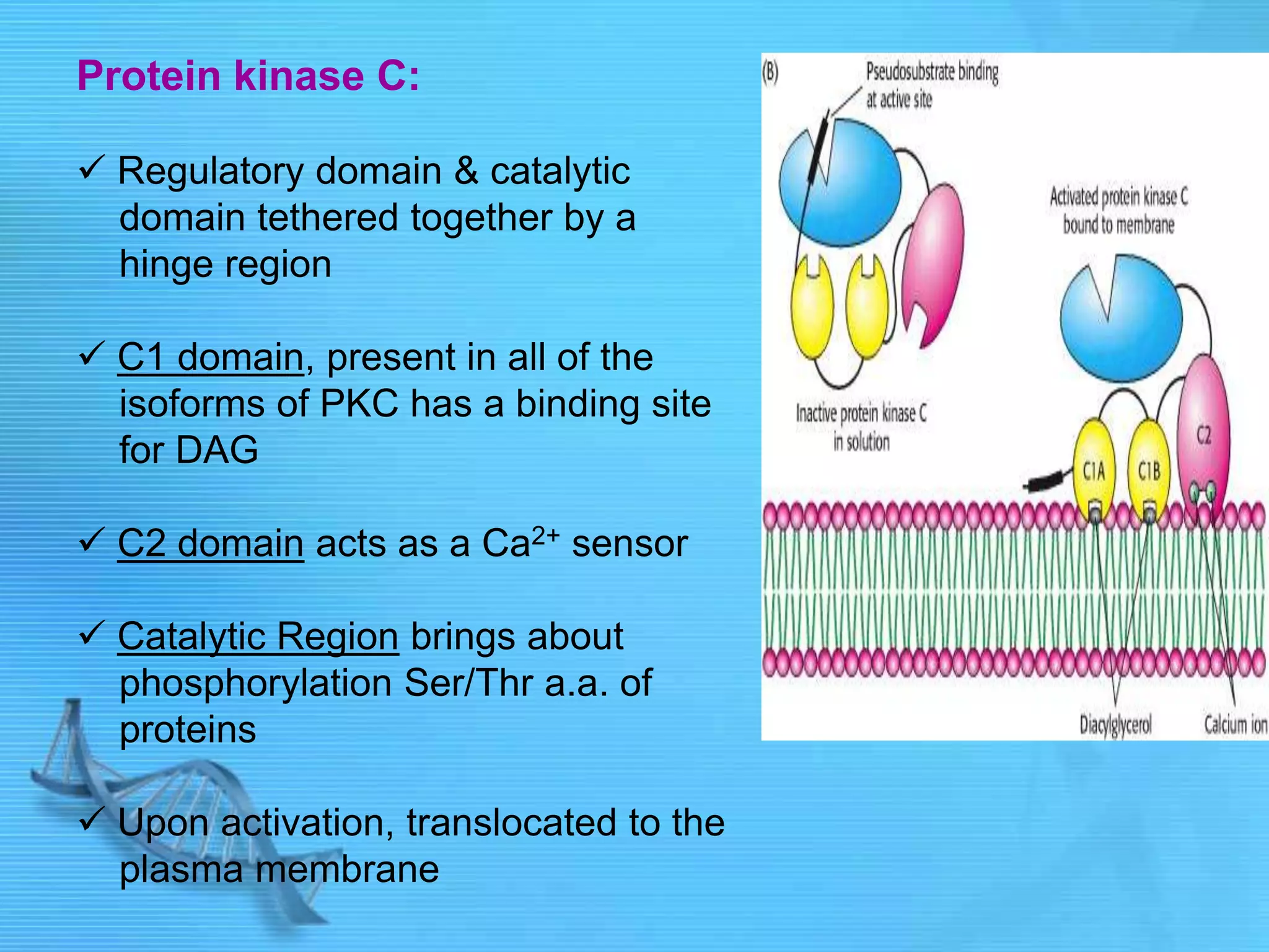 Protein kinase C:
 Regulatory domain & catalytic
domain tethered together by a
hinge region
 C1 domain, present in all of the
isoforms of PKC has a binding site
for DAG
 C2 domain acts as a Ca2+ sensor
 Catalytic Region brings about
phosphorylation Ser/Thr a.a. of
proteins
 Upon activation, translocated to the
plasma membrane
 