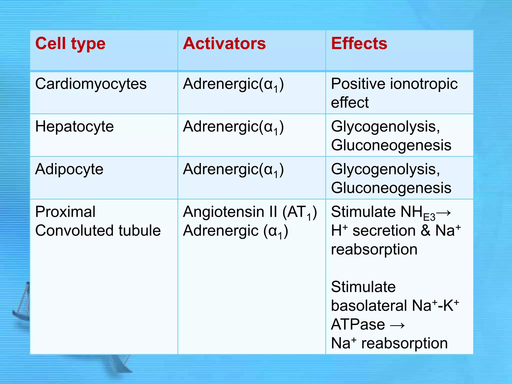 Cell type Activators Effects
Cardiomyocytes Adrenergic(α1) Positive ionotropic
effect
Hepatocyte Adrenergic(α1) Glycogenolysis,
Gluconeogenesis
Adipocyte Adrenergic(α1) Glycogenolysis,
Gluconeogenesis
Proximal
Convoluted tubule
Angiotensin II (AT1)
Adrenergic (α1)
Stimulate NHE3→
H+ secretion & Na+
reabsorption
Stimulate
basolateral Na+-K+
ATPase →
Na+ reabsorption
 