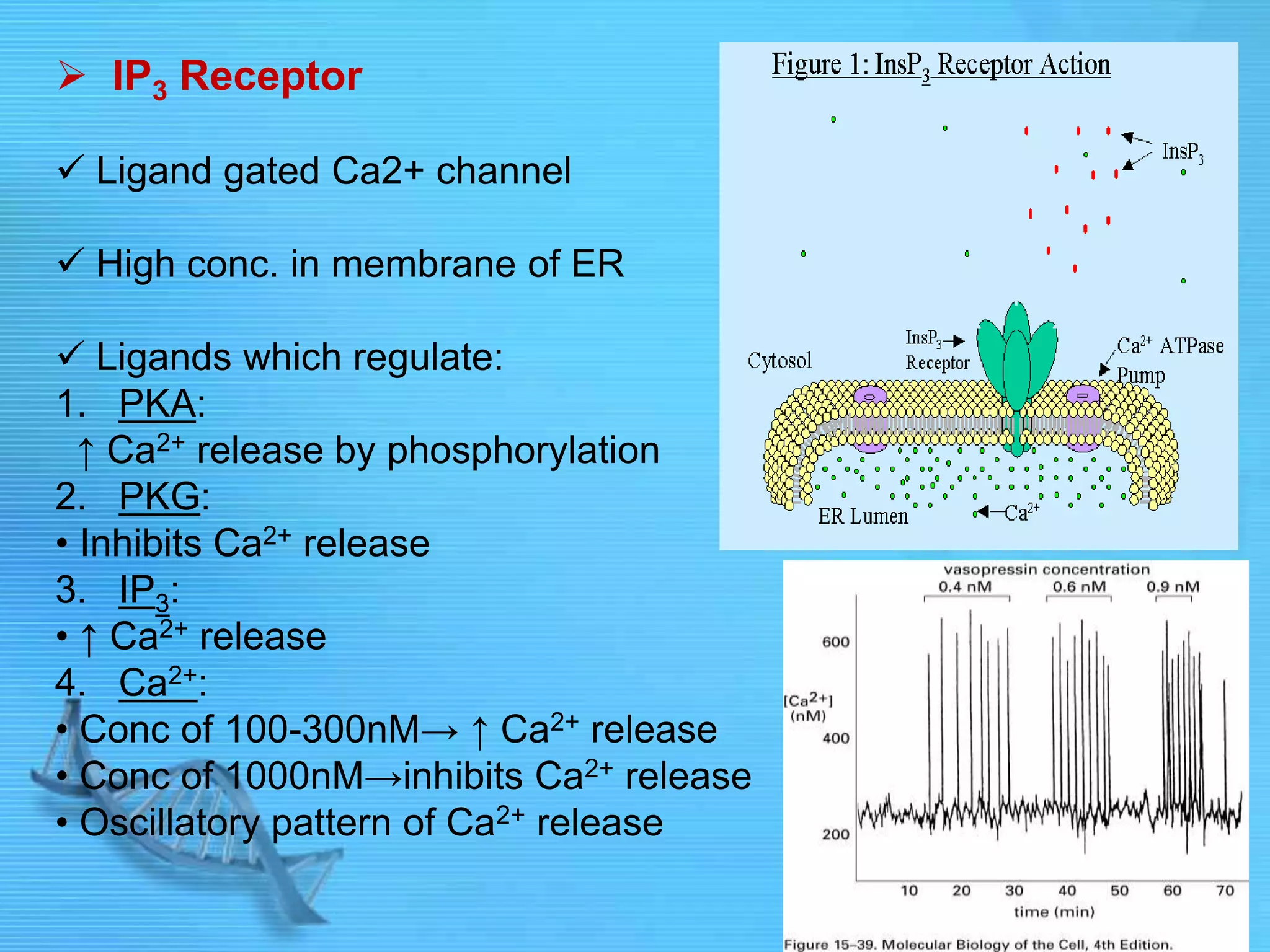  IP3 Receptor
 Ligand gated Ca2+ channel
 High conc. in membrane of ER
 Ligands which regulate:
1. PKA:
↑ Ca2+ release by phosphorylation
2. PKG:
• Inhibits Ca2+ release
3. IP3:
• ↑ Ca2+ release
4. Ca2+:
• Conc of 100-300nM→ ↑ Ca2+ release
• Conc of 1000nM→inhibits Ca2+ release
• Oscillatory pattern of Ca2+ release
 
