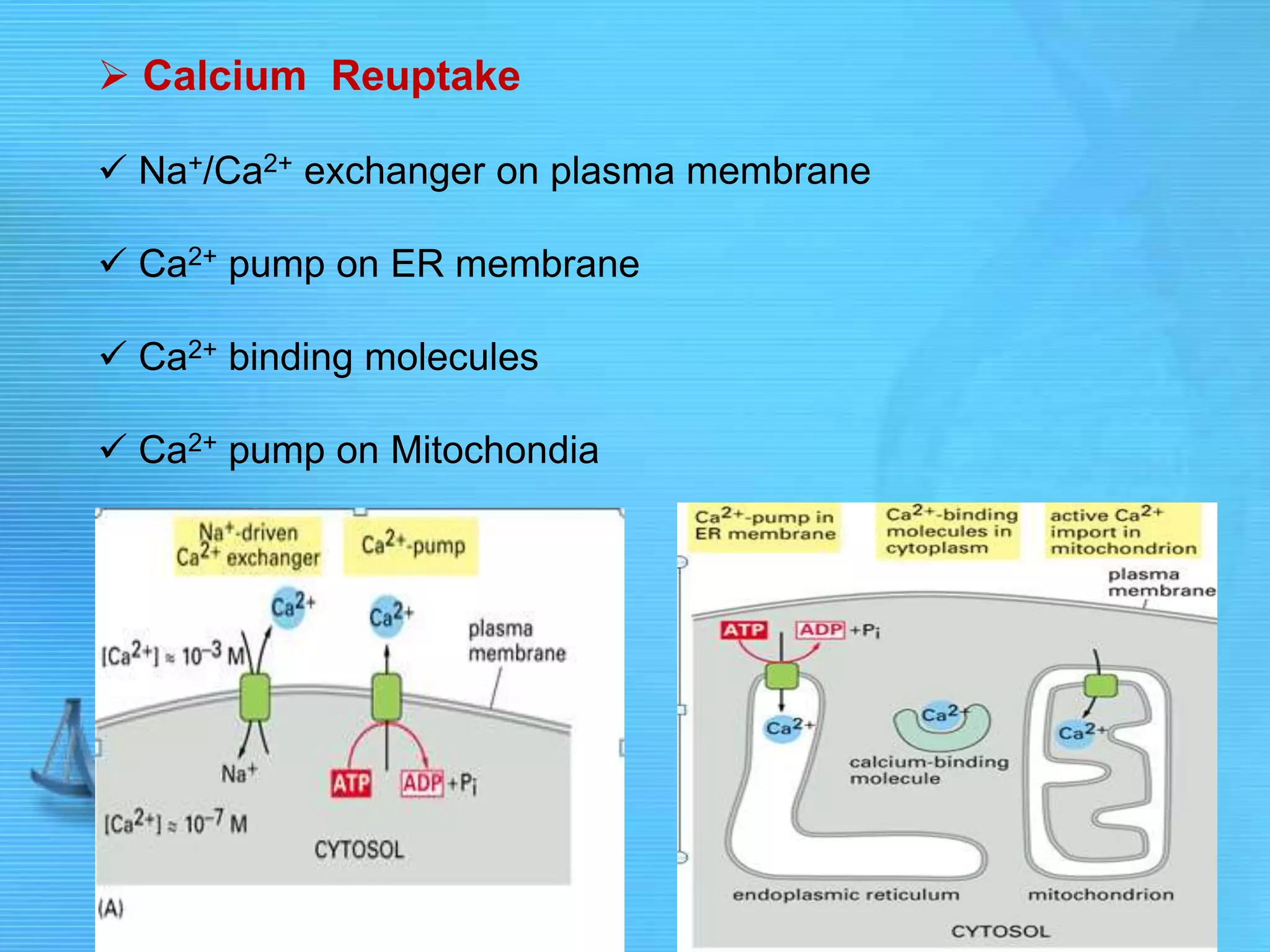  Calcium Reuptake
 Na+/Ca2+ exchanger on plasma membrane
 Ca2+ pump on ER membrane
 Ca2+ binding molecules
 Ca2+ pump on Mitochondia
 