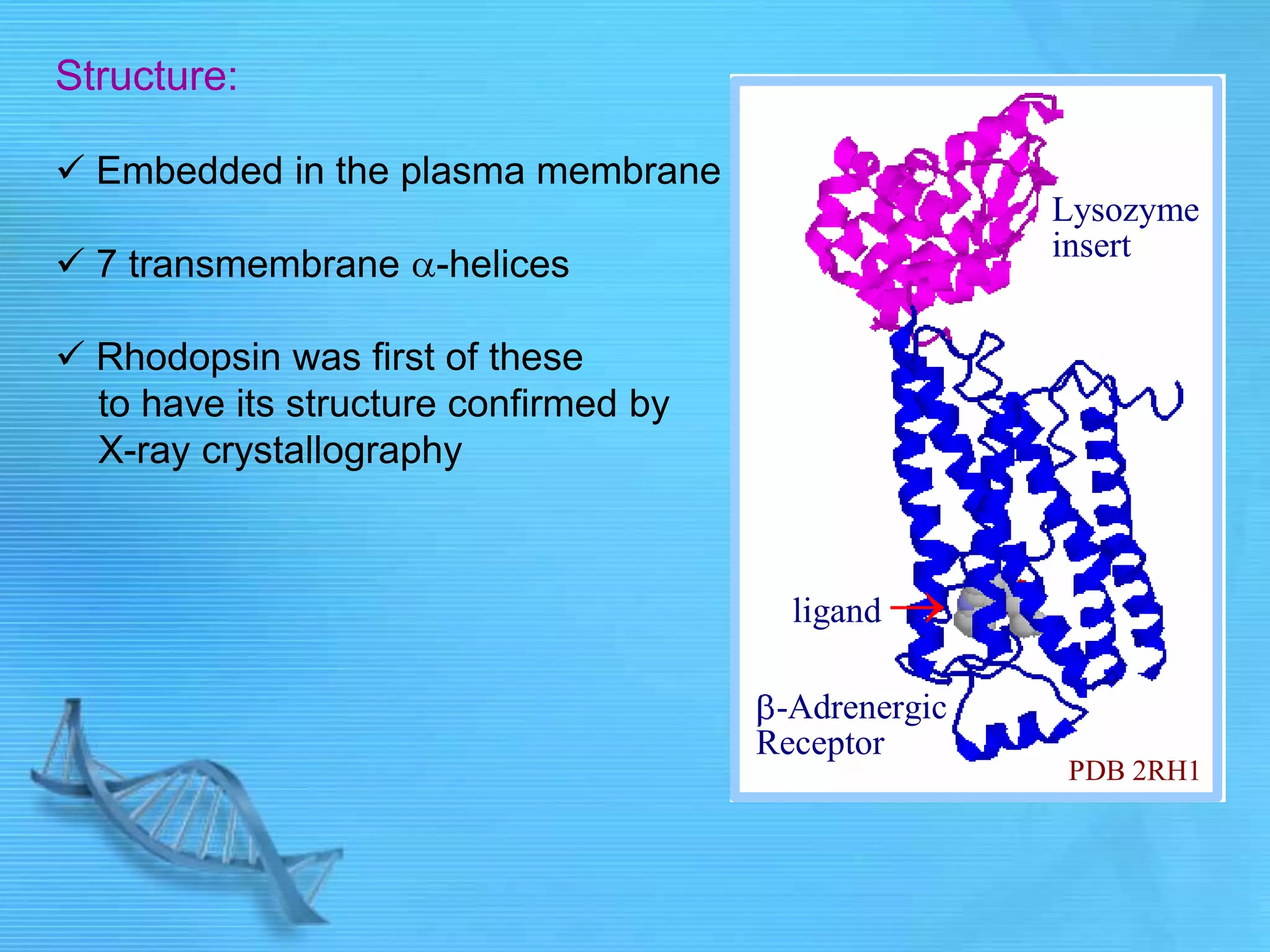 Structure:
 Embedded in the plasma membrane
 7 transmembrane -helices
 Rhodopsin was first of these
to have its structure confirmed by
X-ray crystallography
-Adrenergic
Receptor
PDB 2RH1
Lysozyme
insert
ligand
 