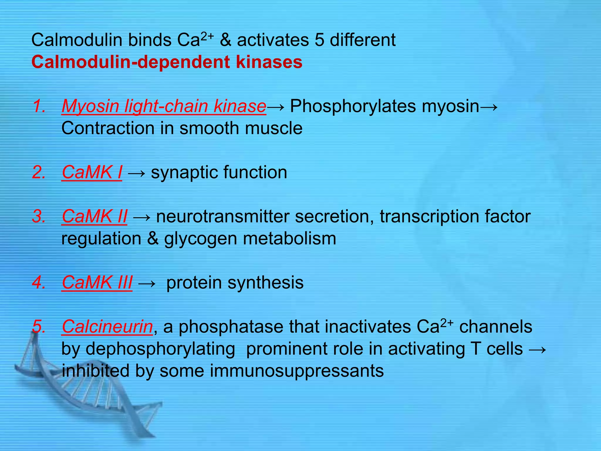 Calmodulin binds Ca2+ & activates 5 different
Calmodulin-dependent kinases
1. Myosin light-chain kinase→ Phosphorylates myosin→
Contraction in smooth muscle
2. CaMK I → synaptic function
3. CaMK II → neurotransmitter secretion, transcription factor
regulation & glycogen metabolism
4. CaMK III → protein synthesis
5. Calcineurin, a phosphatase that inactivates Ca2+ channels
by dephosphorylating prominent role in activating T cells →
inhibited by some immunosuppressants
 