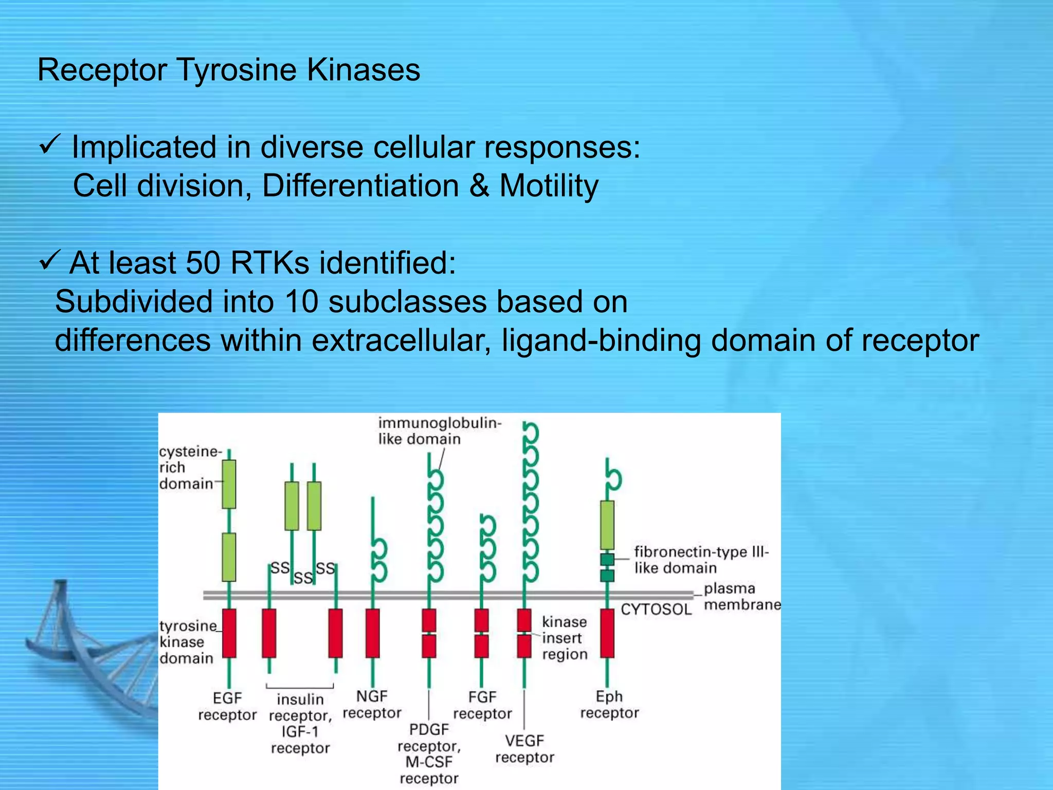 Receptor Tyrosine Kinases
 Implicated in diverse cellular responses:
Cell division, Differentiation & Motility
 At least 50 RTKs identified:
Subdivided into 10 subclasses based on
differences within extracellular, ligand-binding domain of receptor
 