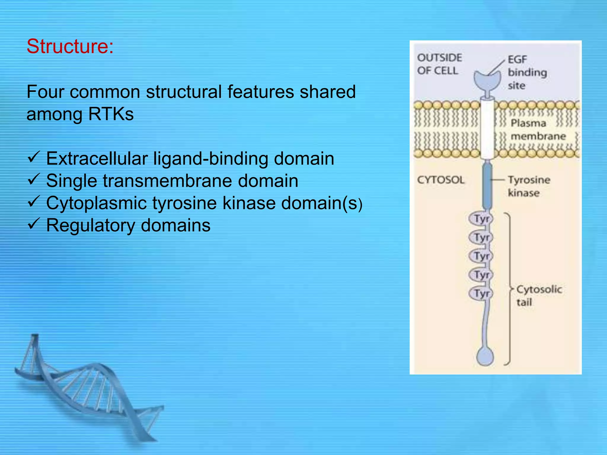 Structure:
Four common structural features shared
among RTKs
 Extracellular ligand-binding domain
 Single transmembrane domain
 Cytoplasmic tyrosine kinase domain(s)
 Regulatory domains
 