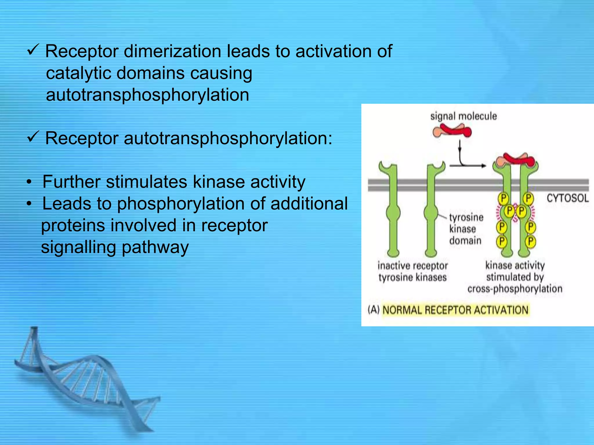  Receptor dimerization leads to activation of
catalytic domains causing
autotransphosphorylation
 Receptor autotransphosphorylation:
• Further stimulates kinase activity
• Leads to phosphorylation of additional
proteins involved in receptor
signalling pathway
 
