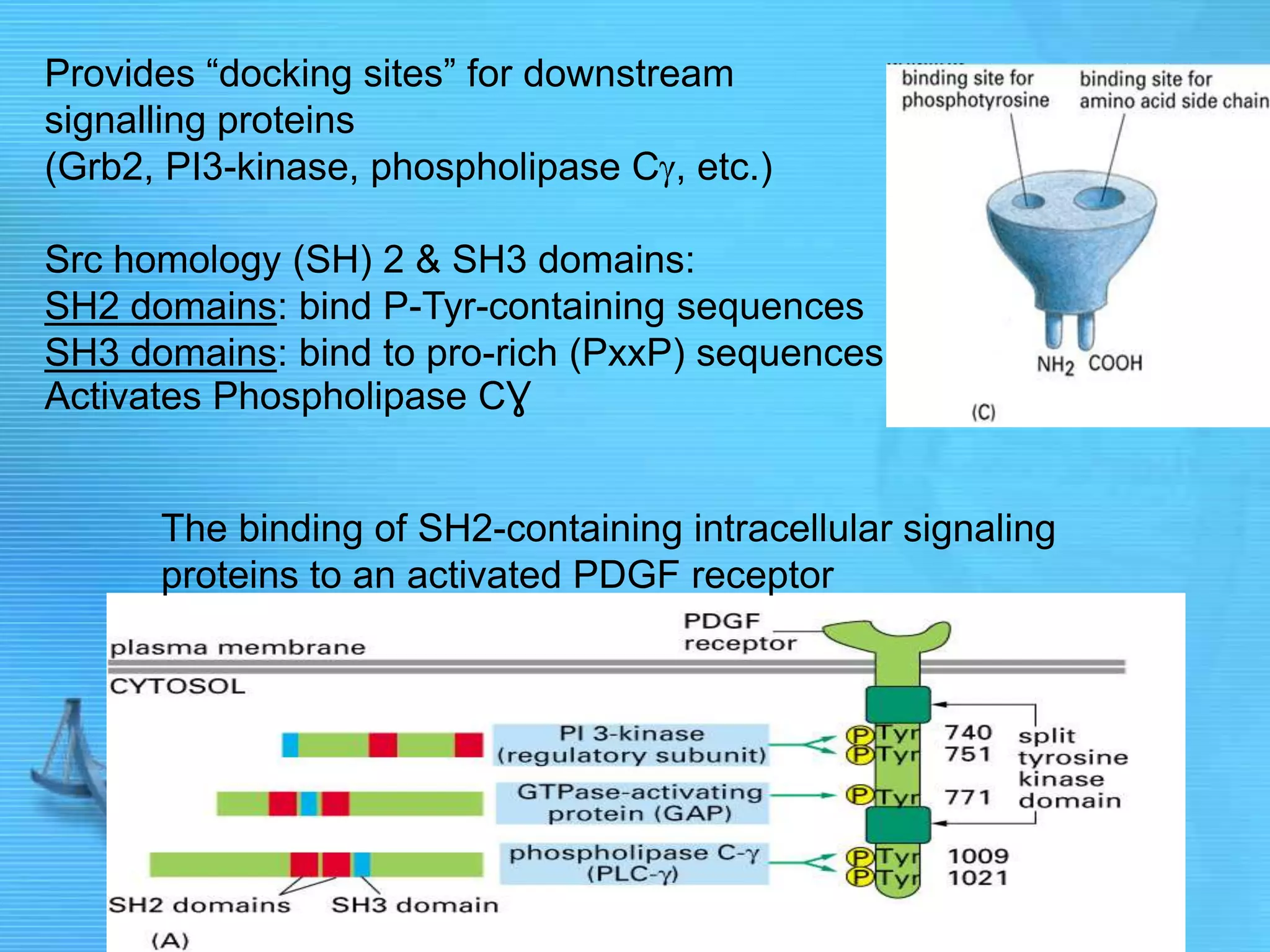 Provides “docking sites” for downstream
signalling proteins
(Grb2, PI3-kinase, phospholipase C , etc.)
Src homology (SH) 2 & SH3 domains:
SH2 domains: bind P-Tyr-containing sequences
SH3 domains: bind to pro-rich (PxxP) sequences
Activates Phospholipase CƔ
The binding of SH2-containing intracellular signaling
proteins to an activated PDGF receptor
 