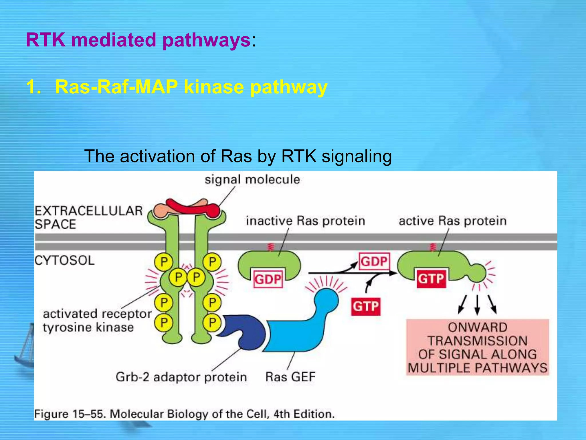 RTK mediated pathways:
1. Ras-Raf-MAP kinase pathway
The activation of Ras by RTK signaling
 