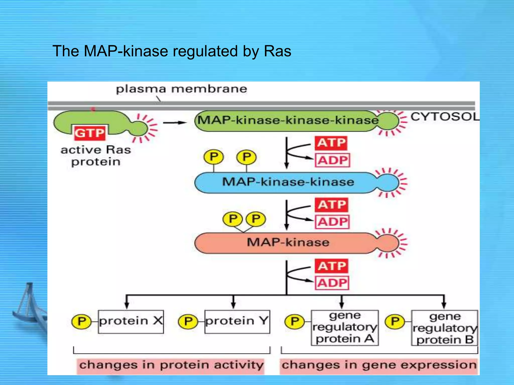 The MAP-kinase regulated by Ras
 