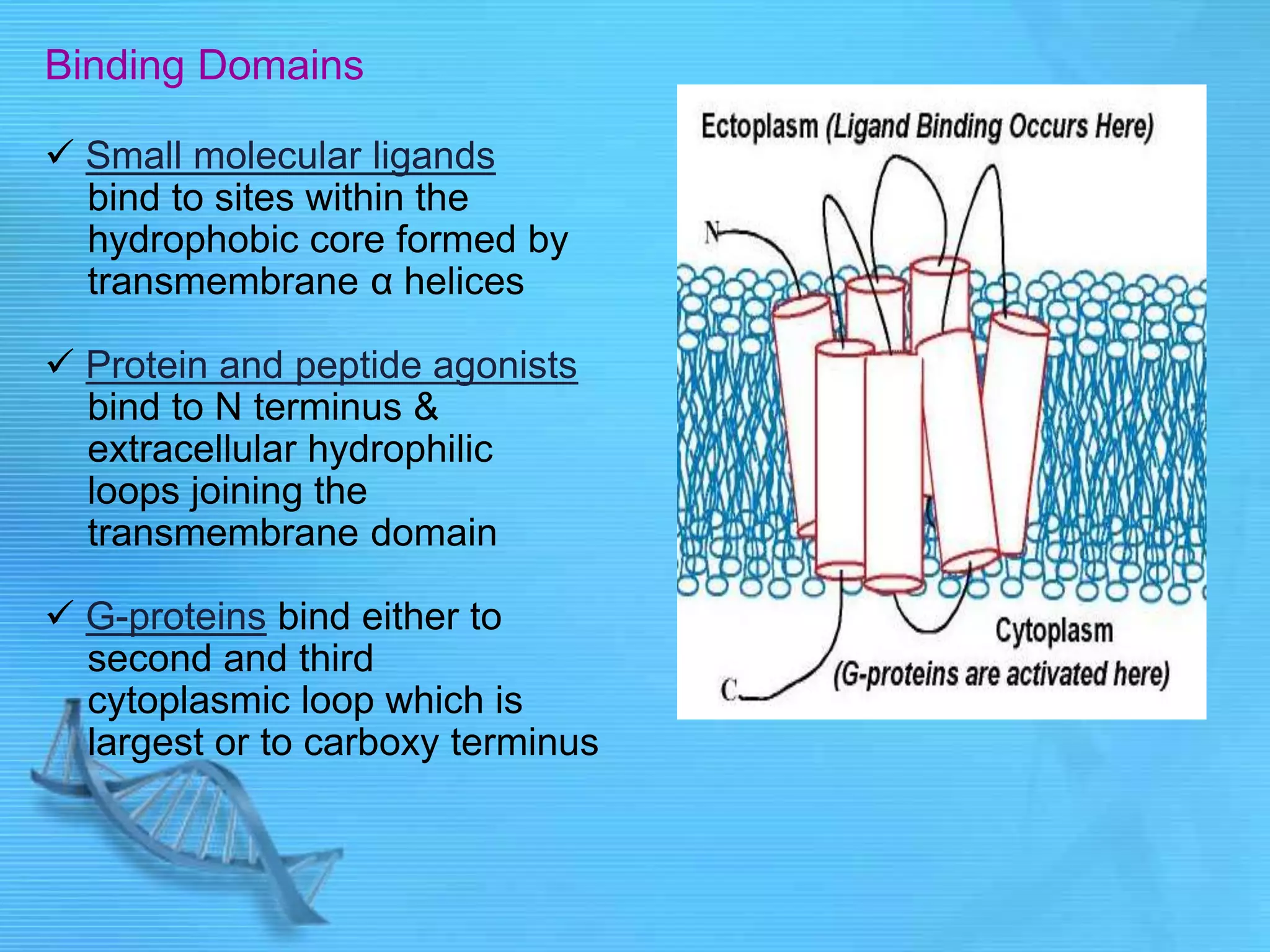 Binding Domains
 Small molecular ligands
bind to sites within the
hydrophobic core formed by
transmembrane α helices
 Protein and peptide agonists
bind to N terminus &
extracellular hydrophilic
loops joining the
transmembrane domain
 G-proteins bind either to
second and third
cytoplasmic loop which is
largest or to carboxy terminus
 