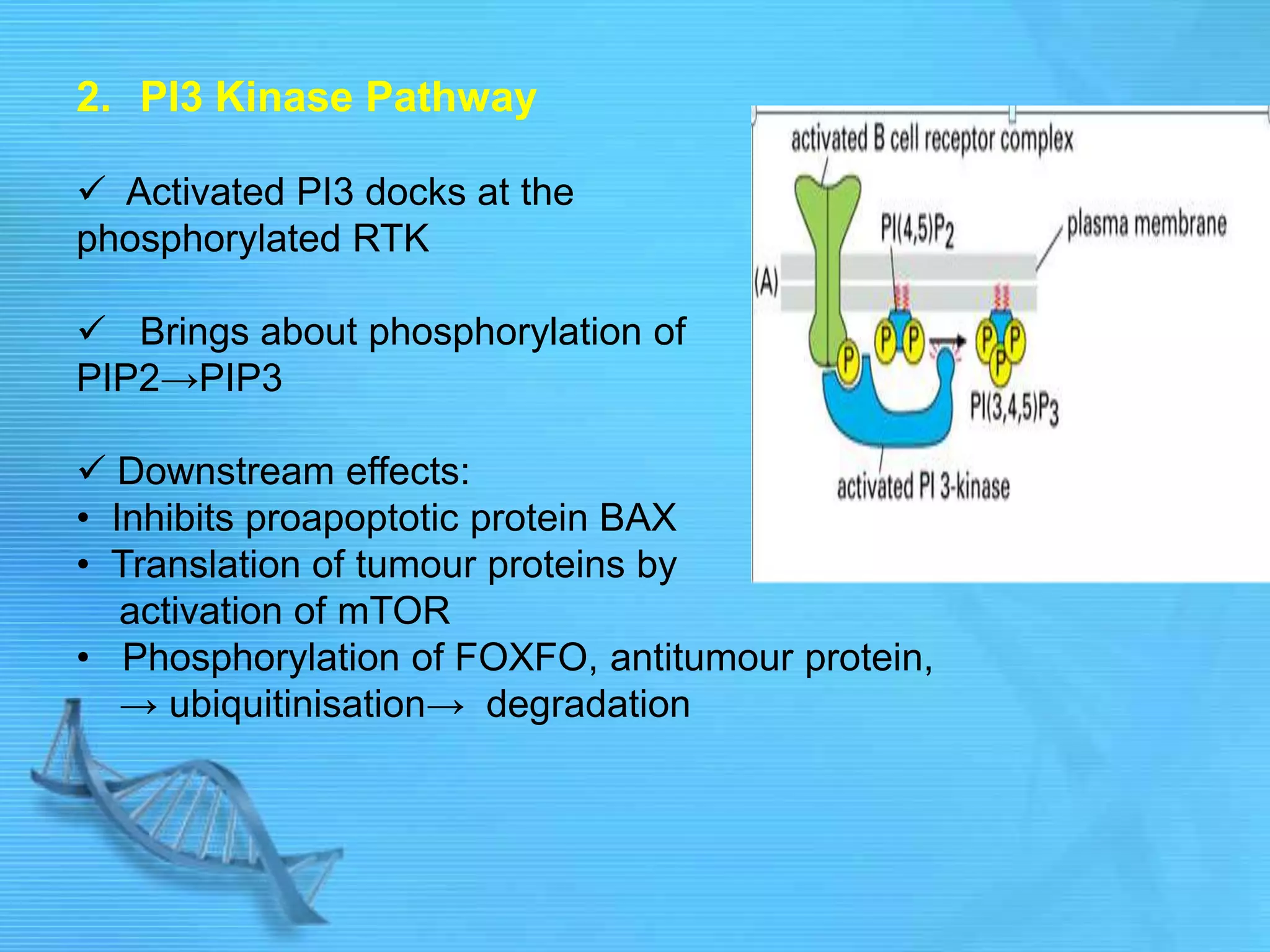 2. PI3 Kinase Pathway
 Activated PI3 docks at the
phosphorylated RTK
 Brings about phosphorylation of
PIP2→PIP3
 Downstream effects:
• Inhibits proapoptotic protein BAX
• Translation of tumour proteins by
activation of mTOR
• Phosphorylation of FOXFO, antitumour protein,
→ ubiquitinisation→ degradation
 