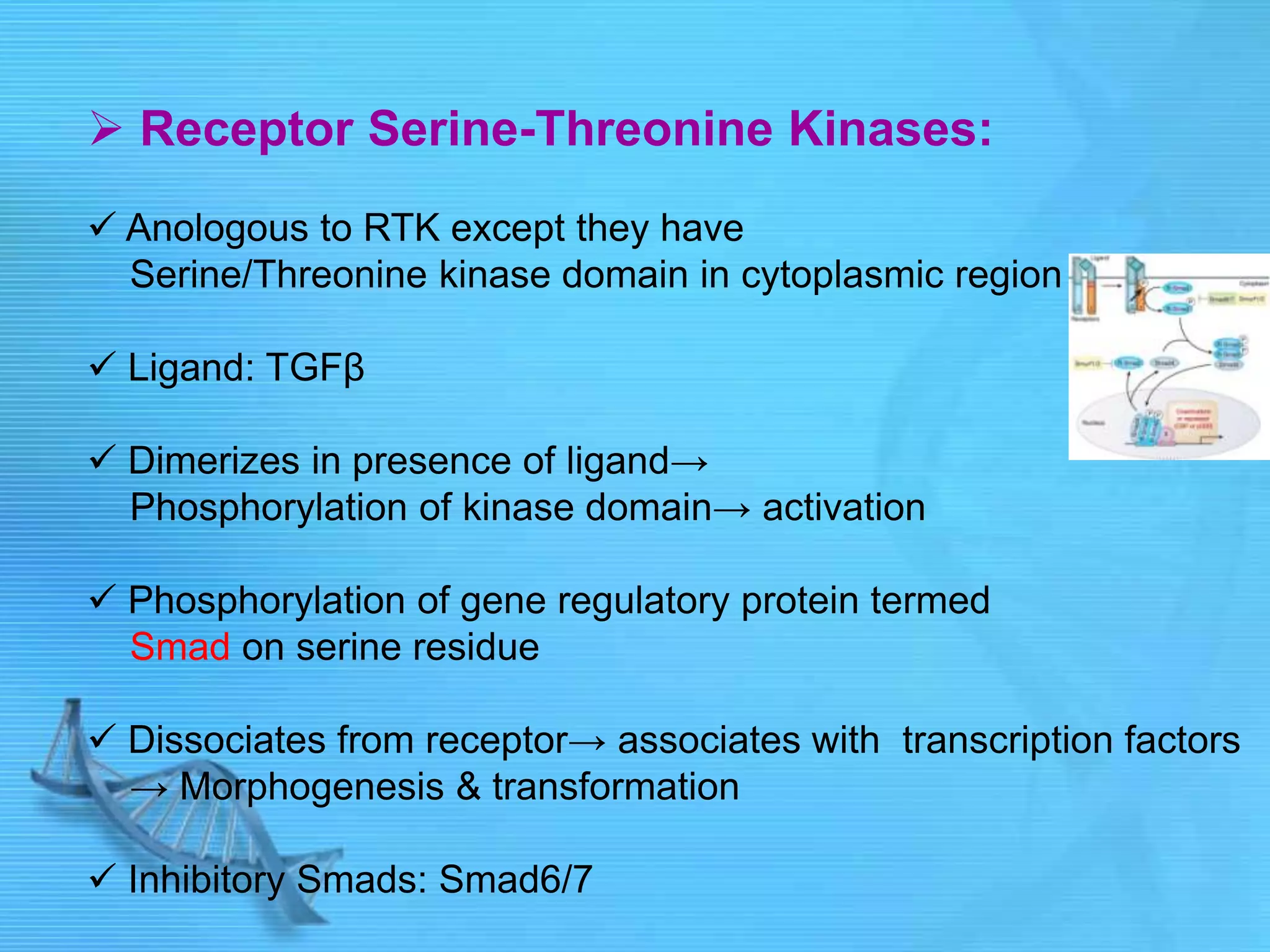  Receptor Serine-Threonine Kinases:
 Anologous to RTK except they have
Serine/Threonine kinase domain in cytoplasmic region
 Ligand: TGFβ
 Dimerizes in presence of ligand→
Phosphorylation of kinase domain→ activation
 Phosphorylation of gene regulatory protein termed
Smad on serine residue
 Dissociates from receptor→ associates with transcription factors
→ Morphogenesis & transformation
 Inhibitory Smads: Smad6/7
 