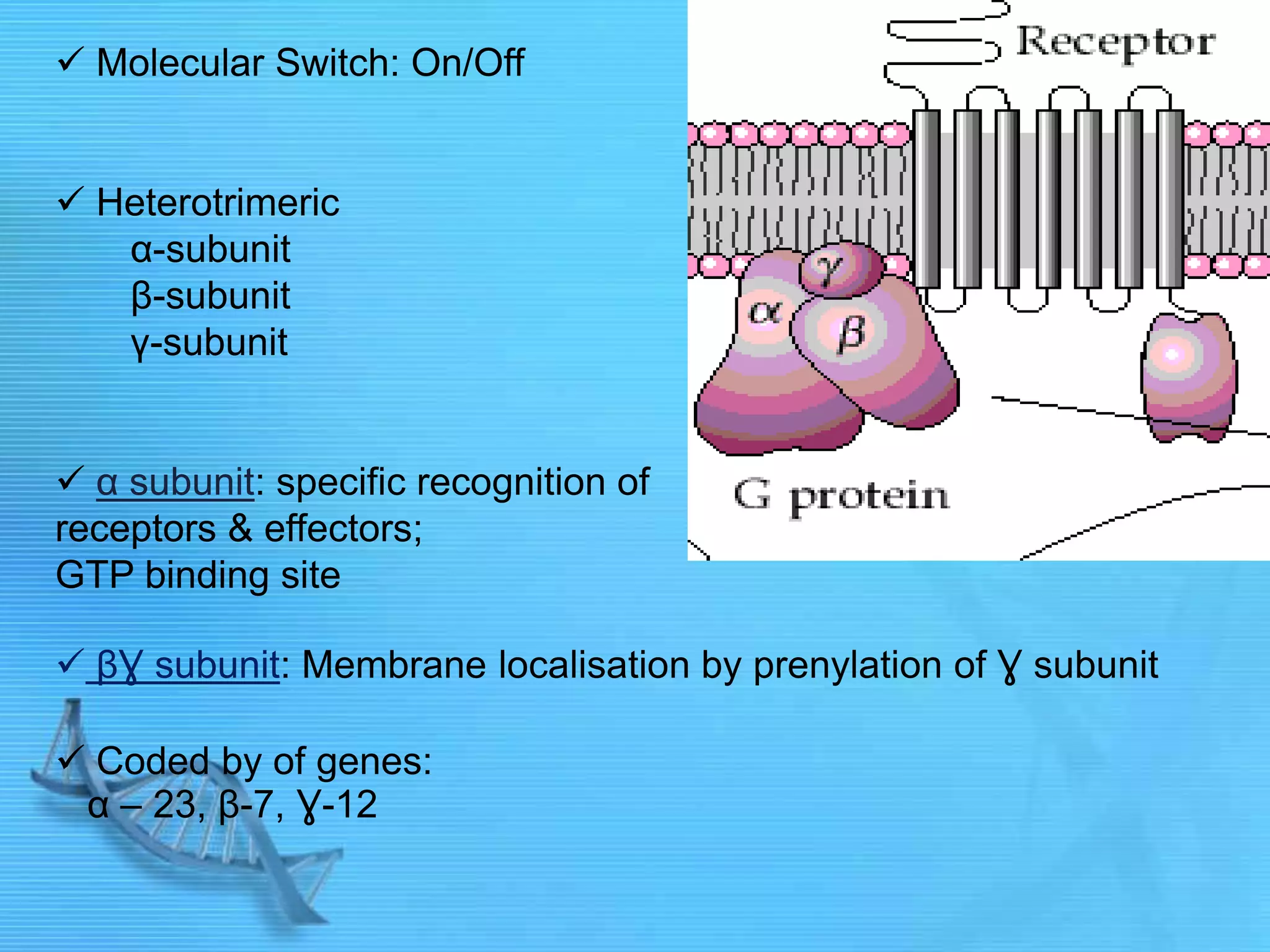  Molecular Switch: On/Off
 Heterotrimeric
α-subunit
β-subunit
γ-subunit
 α subunit: specific recognition of
receptors & effectors;
GTP binding site
 βƔ subunit: Membrane localisation by prenylation of Ɣ subunit
 Coded by of genes:
α – 23, β-7, Ɣ-12
 