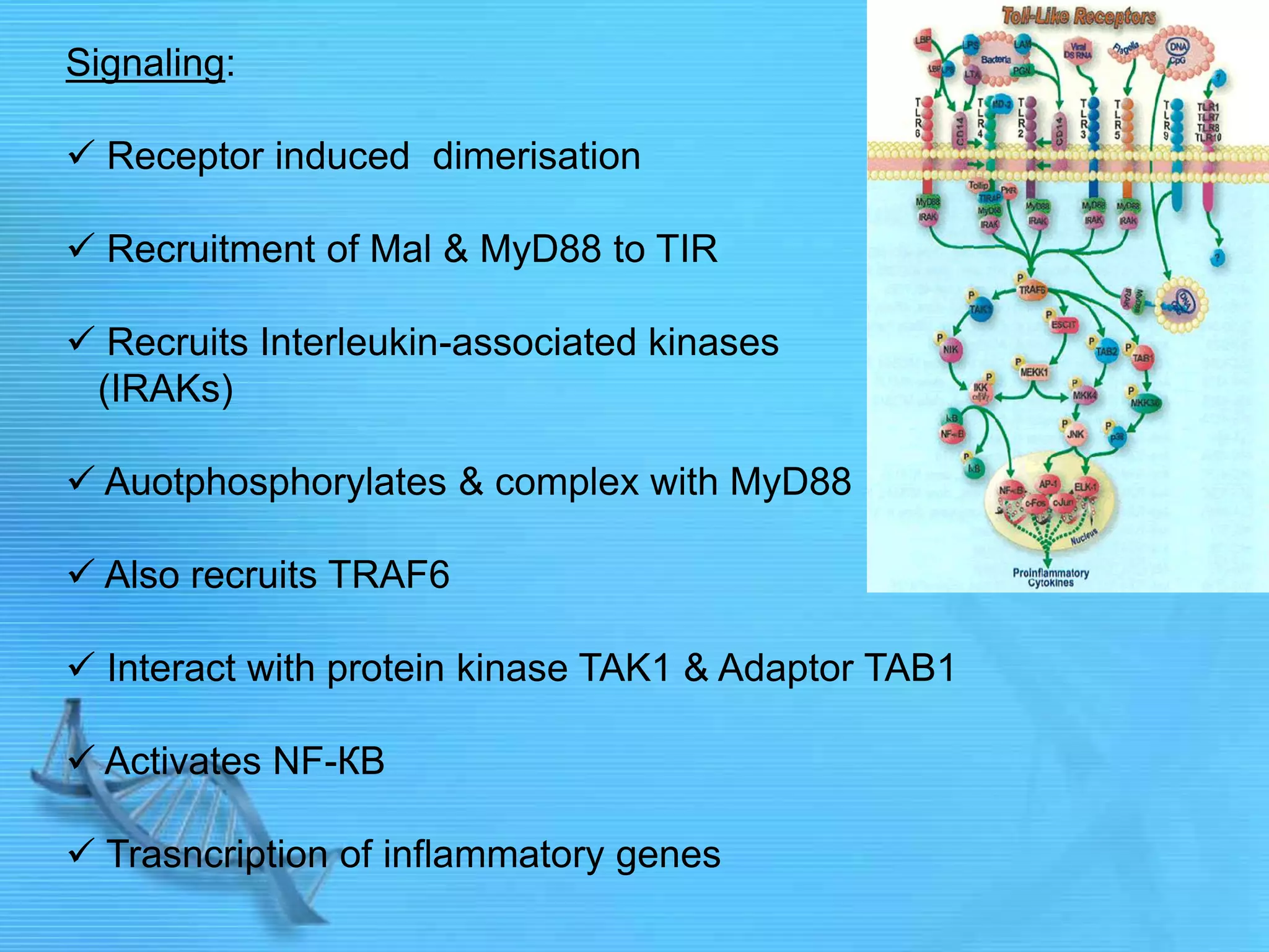 Signaling:
 Receptor induced dimerisation
 Recruitment of Mal & MyD88 to TIR
 Recruits Interleukin-associated kinases
(IRAKs)
 Auotphosphorylates & complex with MyD88
 Also recruits TRAF6
 Interact with protein kinase TAK1 & Adaptor TAB1
 Activates NF-КB
 Trasncription of inflammatory genes
 