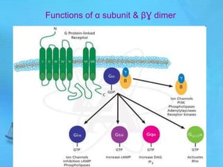 Functions of α subunit & βƔ dimer
 
