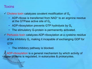 Toxins
 Cholera toxin catalyzes covalent modification of Gs
• ADP-ribose is transferred from NAD+ to an arginine residue
at the GTPase active site of Gs
• ADP-ribosylation prevents GTP hydrolysis by Gs
• The stimulatory G-protein is permanently activated.
 Pertussis toxin catalyzes ADP-ribosylation at a cysteine residue
of the inhibitory Gi, making it incapable of exchanging GDP for
GTP
• The inhibitory pathway is blocked.
 ADP-ribosylation is a general mechanism by which activity of
many proteins is regulated, in eukaryotes & prokaryotes.
 